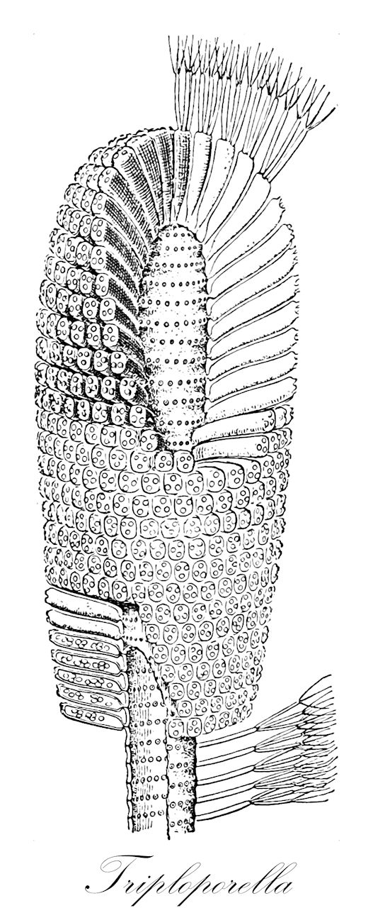 Triploporella - Chlorophyta,Biota,Plantae,Chlorophyta,Chlorophytina,Ulvophyceae,Dasycladales,Triploporellaceae,Triploporella
