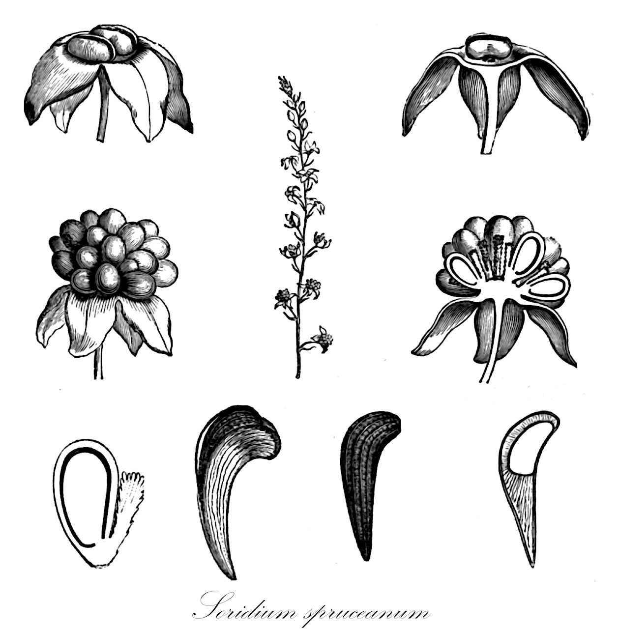 Soridium spruceanum - Triuridaceae,Plantae,Pteridobiotina,Angiosperms,Pandanales,Triuridaceae,Soridium,Soridium spruceanum,Sciaphila brevipes, Sciaphila spruceana, Sciaphila spruceana
