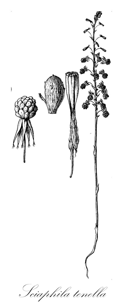Sciaphila tenella - Triuridaceae,Plantae,Pteridobiotina,Angiosperms,Pandanales,Triuridaceae,Sciaphila,Sciaphila tenella,Aphylleia erubescens, Sciaphila affinis, Sciaphila decipiens, Sciaphila erubescens, Sciaphila hermaphrodita, Sciaphila maculata, Sciaphila minuta, Sciaphila pumila, Sciaphila subhermaphrodita, Sciaphila takakumensis, Sciaphila tenella var. robusta, Sciaphila tenella var. voigtii, Sciaphila torricellensis