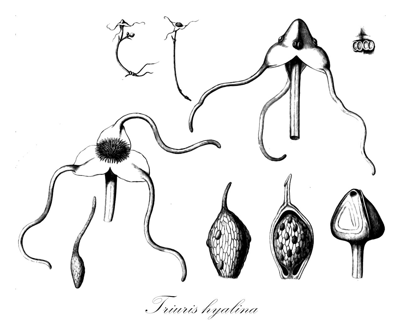 Triuris hyalina - Triuridaceae,Plantae,Pteridobiotina,Angiosperms,Pandanales,Triuridaceae,Triuris,Triuris hyalina,Triuris hyalina var. longicauda, Triuris major, Triuris mycenoides