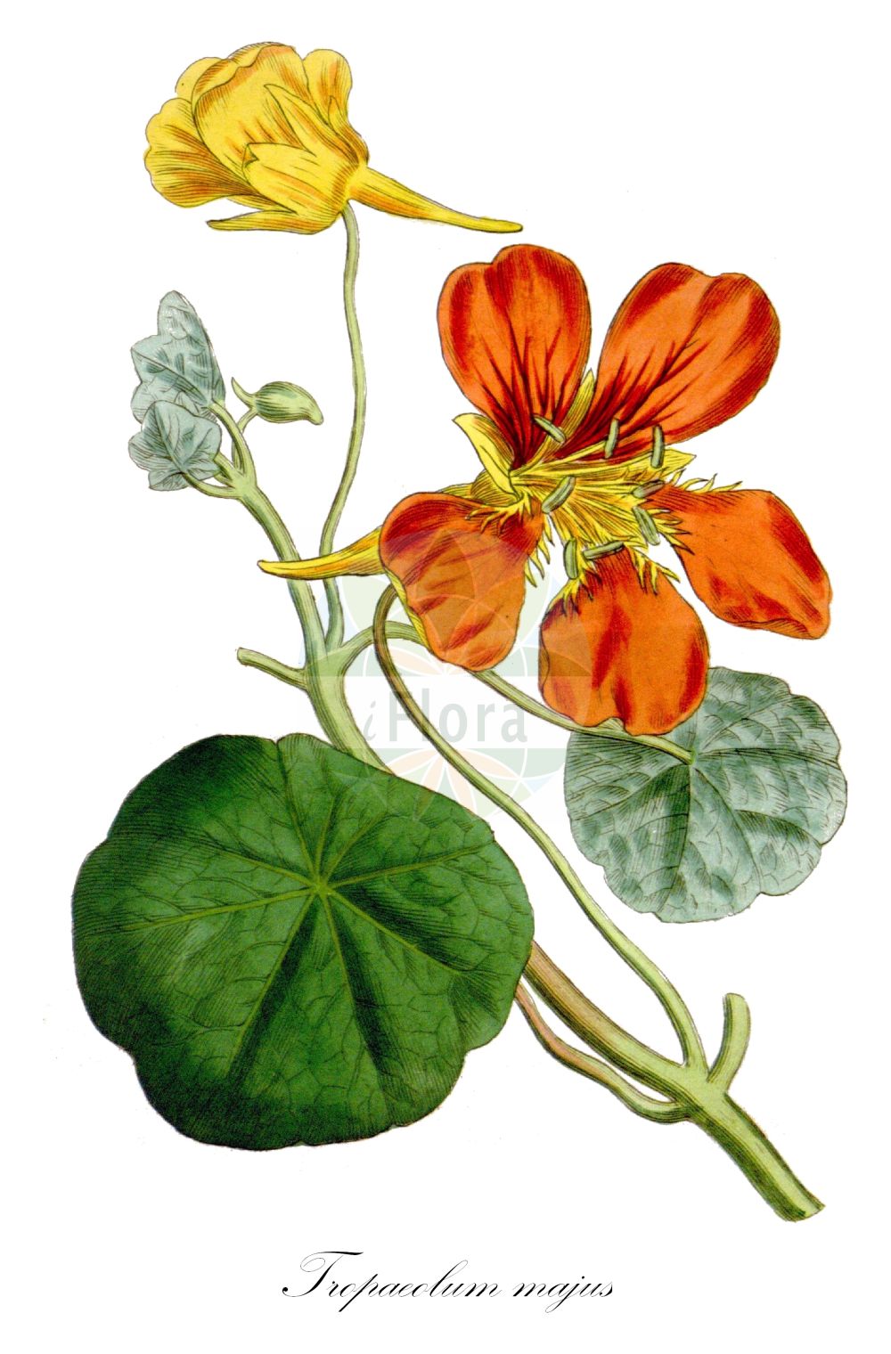 Tropaeolum majus - Tropaeolaceae,Plantae,Pteridobiotina,Angiosperms,Brassicales,Tropaeolaceae,Tropaeolum,Tropaeolum majus,Cardamindum majus, Nasturtium indicum, Tropaeolum atrosanguineum, Tropaeolum chaixianum, Tropaeolum compactum, Tropaeolum elatum, Tropaeolum hortense, Tropaeolum hybridum, Tropaeolum majus unr. flore-purpurea, Tropaeolum majus var. brunneum, Tropaeolum majus var. carneum, Tropaeolum majus var. coccineum, Tropaeolum majus var. coffeinum, Tropaeolum majus var. haageanum, Tropaeolum majus var. luteum, Tropaeolum majus var. plenum, Tropaeolum majus var. regelianum, Tropaeolum majus var. scheuermannii, Tropaeolum majus var. schillingii, Tropaeolum majus var. sordidum, Tropaeolum naudinii, Tropaeolum pinnatum, Tropaeolum quinquelobum, Tropaeolum repandifolium, Tropaeolum scheuerianum, Tropaeolum schillingii, Tropaeolum zanderi, Trophaeum atrosanguineum, Trophaeum chaixianum, Trophaeum majus, Trophaeum naudinii, Trophaeum pinnatum, Trophaeum scheunerianum, Trophaeum zanderi,Große Kapuzinerkresse;Kapuzinerkresse;common nasturtium;garden nasturtium;indian cress;Grande capucine;cresson du Pérou;capuchina;canario;espuela de galán;flor de la sangre;llagas de Cristo;llagas de san Francisco;marañuela;mastranzo de Indias;mastuerzo de Indias;pelón;pelonchili;taco de reina;Nasturzio comune;vanlig lagerträd;Oostindische kers;agrião-do-méxico;vanlig kungsljus;capuchinha;chagas;chagueira;flor-de-chagas;flor-de-sangue;mastruço-do-perú;nastúrcio;papagaios;sapatinho-do-diablo;капуцин большой;настурция большая;tropeolë;bequera;caputxina;herba llaguera;morritort d'Índies;murrissà;artičoka;indiankrasse;almindelig blomsterkarse;nasturcja większa;kinrenka;nasutachûmu;nôzenharen;キンレンカ;ナスタチューム;ノウゼンハレン;kapucinček;kapucinka;kerti sarkantyúka;lichořeřišnice větší;condurasi;kapucínka väčšia;красоля велика;латинка ниска;blomkarse;isoköynnöskrassi;hàn jīn lián;旱金莲