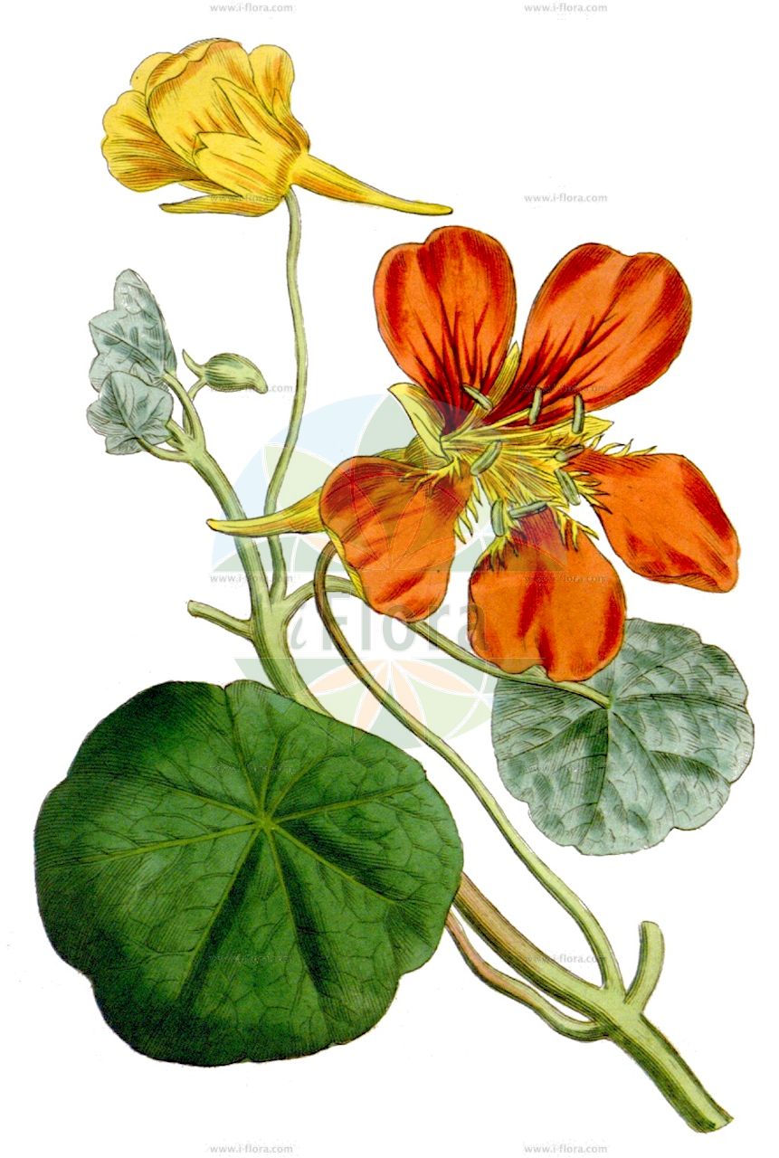 Tropaeolum majus - Tropaeolaceae,Plantae,Pteridobiotina,Angiosperms,Brassicales,Tropaeolaceae,Tropaeolum,Tropaeolum majus,Cardamindum majus, Nasturtium indicum, Tropaeolum atrosanguineum, Tropaeolum chaixianum, Tropaeolum compactum, Tropaeolum elatum, Tropaeolum hortense, Tropaeolum hybridum, Tropaeolum majus unr. flore-purpurea, Tropaeolum majus var. brunneum, Tropaeolum majus var. carneum, Tropaeolum majus var. coccineum, Tropaeolum majus var. coffeinum, Tropaeolum majus var. haageanum, Tropaeolum majus var. luteum, Tropaeolum majus var. plenum, Tropaeolum majus var. regelianum, Tropaeolum majus var. scheuermannii, Tropaeolum majus var. schillingii, Tropaeolum majus var. sordidum, Tropaeolum naudinii, Tropaeolum pinnatum, Tropaeolum quinquelobum, Tropaeolum repandifolium, Tropaeolum scheuerianum, Tropaeolum schillingii, Tropaeolum zanderi, Trophaeum atrosanguineum, Trophaeum chaixianum, Trophaeum majus, Trophaeum naudinii, Trophaeum pinnatum, Trophaeum scheunerianum, Trophaeum zanderi,Große Kapuzinerkresse;Kapuzinerkresse;common nasturtium;garden nasturtium;indian cress;Grande capucine;cresson du Pérou;capuchina;canario;espuela de galán;flor de la sangre;llagas de Cristo;llagas de san Francisco;marañuela;mastranzo de Indias;mastuerzo de Indias;pelón;pelonchili;taco de reina;Nasturzio comune;vanlig lagerträd;Oostindische kers;agrião-do-méxico;vanlig kungsljus;capuchinha;chagas;chagueira;flor-de-chagas;flor-de-sangue;mastruço-do-perú;nastúrcio;papagaios;sapatinho-do-diablo;капуцин большой;настурция большая;tropeolë;bequera;caputxina;herba llaguera;morritort d'Índies;murrissà;artičoka;indiankrasse;almindelig blomsterkarse;nasturcja większa;kinrenka;nasutachûmu;nôzenharen;キンレンカ;ナスタチューム;ノウゼンハレン;kapucinček;kapucinka;kerti sarkantyúka;lichořeřišnice větší;condurasi;kapucínka väčšia;красоля велика;латинка ниска;blomkarse;isoköynnöskrassi;hàn jīn lián;旱金莲