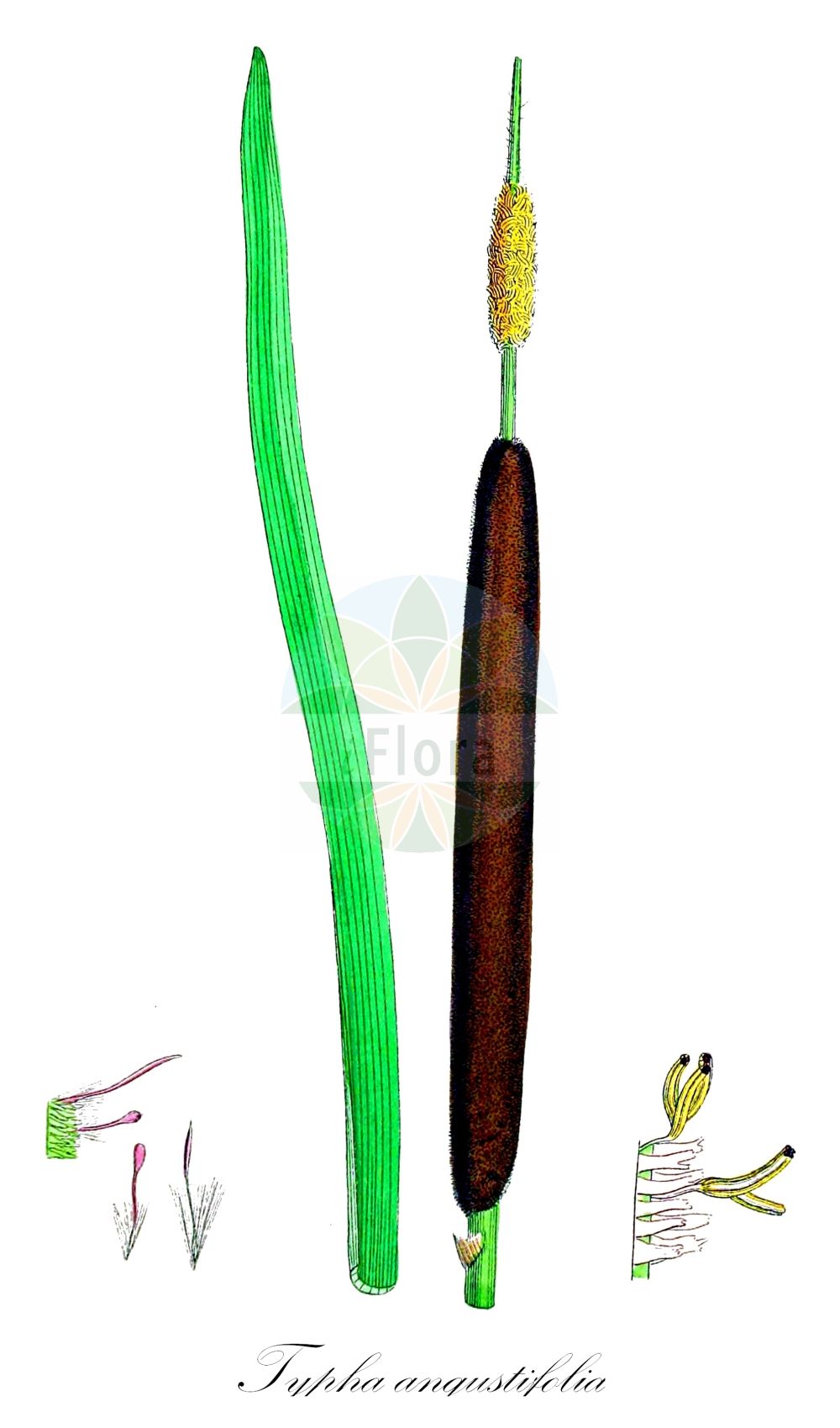 Typha angustifolia - Typhaceae,Plantae,Pteridobiotina,Angiosperms,Poales,Typhaceae,Typha,Typha angustifolia,Massula angustifolia, Typha angustifolia f. foveolata, Typha angustifolia f. submersa, Typha angustifolia var. calumetensis, Typha angustifolia var. elatior, Typha angustifolia var. elatior, Typha angustifolia var. elongata, Typha angustifolia var. inaequalis, Typha angustifolia var. longispicata, Typha elatior, Typha foveolata, Typha glauca, Typha gracilis, Typha latifolia var. minor, Typha media, Typha minor, Typha pontica,Schmalblättriger Rohrkolben;lesser bulrush;narrow leaf cattail;narrow-leaved cat-tail;quenouille à feuilles étroites;lesser reedmace;Massette à feuilles étroites;massette des étangs;junco de la pasion;suca;totora;acena;paja de estera;vatro;maico de hoja estrecha;tuturaco;junco de la pasión;anea;espadaña;Lisca a foglie strette;stiancia minore;tifa a foglie strette;kleine lisdodde;taboa;foguetes;tábua-estreita;рогоз узколистный;saz;shavar;shavari gjethengushtë;balca de fulla estreta;uskolisni rogoz;smalkaveldun;smalbladet dunhammer;pałka wąskolistna;himegama;ozkolistni rogoz;keskenylevelű gyékény;orobinec úzkolistý;papură îngustă;pálka úzkolistá;рогіз вузьколистий;рогіз ямчастий;теснолистен папур;ahtalehine hundinui;šaurlapu vilkvālīte;smalt dunkjevle;kapeaosmankäämi;тврди рогоз;усколисни рогоз;suf tzar-'alim;סוּף צַר-עָלִים;siauralapis švendras;βρακτειοφόρο ψαθί;shuǐ zhú;水烛