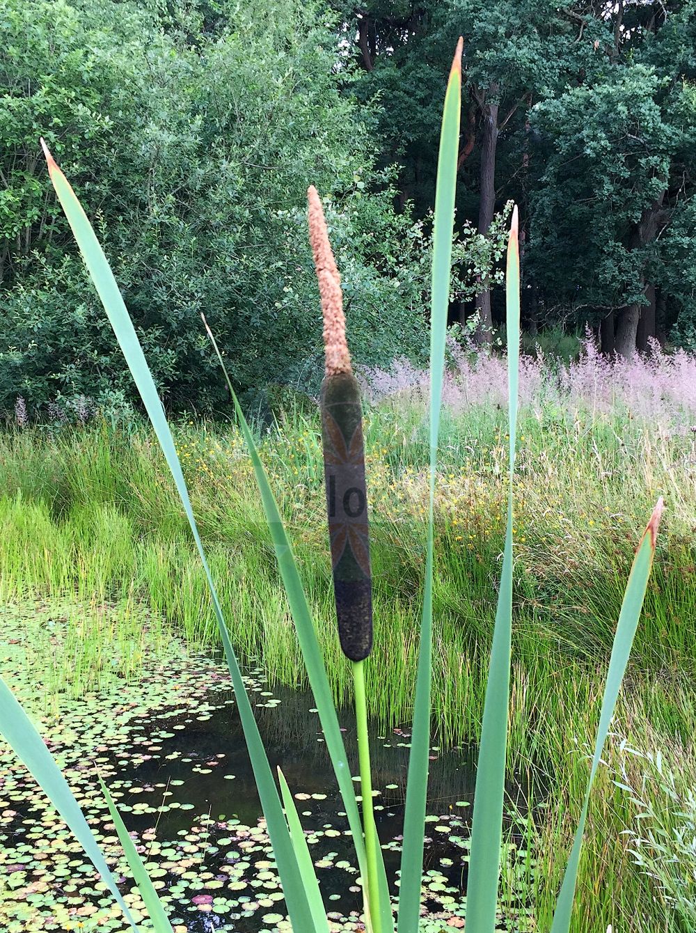 Typha latifolia - Typhaceae,Plantae,Pteridobiotina,Angiosperms,Poales,Typhaceae,Typha,Typha latifolia,Massula latifolia, Typha ambigua, Typha angustifolia lus. uechtritzii, Typha angustifolia prol. brownii, Typha angustifolia var. elata, Typha angustifolia var. media, Typha angustifolia var. sonderi, Typha crassa, Typha elata, Typha elatior, Typha elatior, Typha elongata, Typha elongata, Typha engelmannii, Typha intermedia, Typha latifolia f. ambigua, Typha latifolia f. didyma, Typha latifolia f. divisa, Typha latifolia f. intermedia, Typha latifolia f. latifolia, Typha latifolia subsp. eulatifolia, Typha latifolia var. ambigua, Typha latifolia var. angustifolia, Typha latifolia var. elata, Typha latifolia var. elatior, Typha latifolia var. elongata, Typha latifolia var. gracilis, Typha latifolia var. obconica, Typha latifolia var. remotiuscula, Typha latifolia var. typica, Typha major, Typha media, Typha palustris, Typha pendula, Typha remotiuscula, Typha spathulifolia,Breitblättriger Rohrkolben;bulrush;cattail;broad-leaved cat-tail;tule espedilla;quenouille à feuilles larges;broad-leaved reed mace;common cat-tail;great reedmace;poker plant;broadleaf cattail;Massette à larges feuilles;masse d'eau;massette à feuilles larges;espadana;macio comun;espadaña;macio común;anea;enea;Lisca maggiore;stiancia d'acqua;mazzasorda;tifa a foglie larghe;groote lisdodde;grote lisdodde;tabua-larga;tábua-larga;foguetes;murrão-dos-fogueteiros;tábua-deespiga-negra;рогоз каспийский;рогоз широколстный;cil;shavar;shavari gjethegjërë;balca de fulla ampla;širokolisni rogoz;bred kaveldun;bredkaveldun;bredbladet dunhammer;pałka szerokolistna;gama;ガマ;širokolistni rogoz;széleslevelű gyékény;orobinec širokolistý;orobinec širolistý;papură lătă;pálka širokolistá;рогіз каспійський;рогіз широколистий;широколистен папур;laialehine hundinui;platlapu vilkvālīte;nreitt dunkjevle;leveäosmankäämi;меки рогоз;широколисни рогоз;suf rechav-'alim;סוּף רְחַב-עָלִים;plačialapis švendras;πλατίφιλλο ψαθί;kuān yè xiāng pú;宽叶香蒲