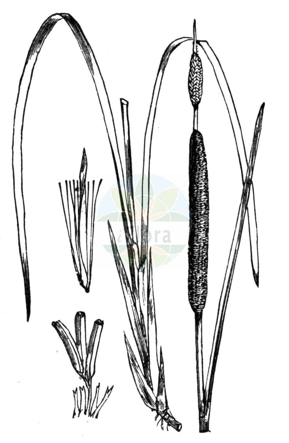 Typha angustifolia - Typhaceae,Plantae,Pteridobiotina,Angiosperms,Poales,Typhaceae,Typha,Typha angustifolia,Massula angustifolia, Typha angustifolia f. foveolata, Typha angustifolia f. submersa, Typha angustifolia var. calumetensis, Typha angustifolia var. elatior, Typha angustifolia var. elatior, Typha angustifolia var. elongata, Typha angustifolia var. inaequalis, Typha angustifolia var. longispicata, Typha elatior, Typha foveolata, Typha glauca, Typha gracilis, Typha latifolia var. minor, Typha media, Typha minor, Typha pontica,Schmalblättriger Rohrkolben;lesser bulrush;narrow leaf cattail;narrow-leaved cat-tail;quenouille à feuilles étroites;lesser reedmace;Massette à feuilles étroites;massette des étangs;junco de la pasion;suca;totora;acena;paja de estera;vatro;maico de hoja estrecha;tuturaco;junco de la pasión;anea;espadaña;Lisca a foglie strette;stiancia minore;tifa a foglie strette;kleine lisdodde;taboa;foguetes;tábua-estreita;рогоз узколистный;saz;shavar;shavari gjethengushtë;balca de fulla estreta;uskolisni rogoz;smalkaveldun;smalbladet dunhammer;pałka wąskolistna;himegama;ozkolistni rogoz;keskenylevelű gyékény;orobinec úzkolistý;papură îngustă;pálka úzkolistá;рогіз вузьколистий;рогіз ямчастий;теснолистен папур;ahtalehine hundinui;šaurlapu vilkvālīte;smalt dunkjevle;kapeaosmankäämi;тврди рогоз;усколисни рогоз;suf tzar-'alim;סוּף צַר-עָלִים;siauralapis švendras;βρακτειοφόρο ψαθί;shuǐ zhú;水烛