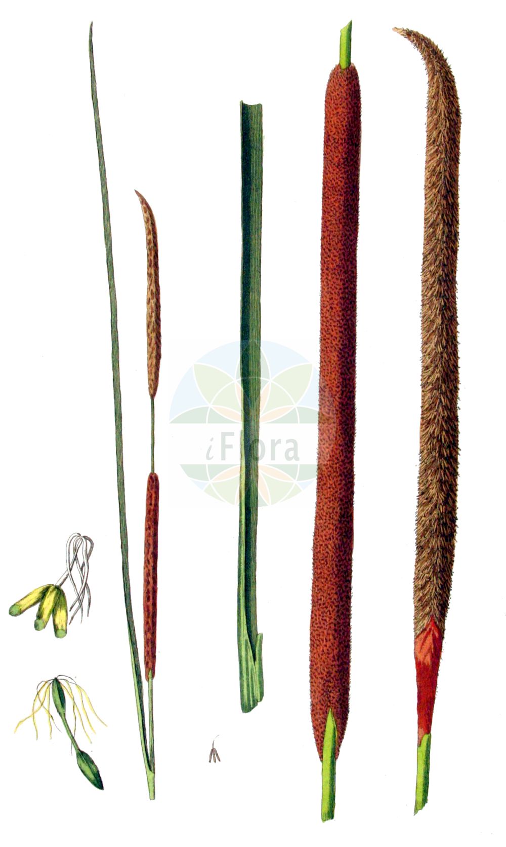 Typha angustifolia - Typhaceae,Plantae,Pteridobiotina,Angiosperms,Poales,Typhaceae,Typha,Typha angustifolia,Massula angustifolia, Typha angustifolia f. foveolata, Typha angustifolia f. submersa, Typha angustifolia var. calumetensis, Typha angustifolia var. elatior, Typha angustifolia var. elatior, Typha angustifolia var. elongata, Typha angustifolia var. inaequalis, Typha angustifolia var. longispicata, Typha elatior, Typha foveolata, Typha glauca, Typha gracilis, Typha latifolia var. minor, Typha media, Typha minor, Typha pontica,Schmalblättriger Rohrkolben;lesser bulrush;narrow leaf cattail;narrow-leaved cat-tail;quenouille à feuilles étroites;lesser reedmace;Massette à feuilles étroites;massette des étangs;junco de la pasion;suca;totora;acena;paja de estera;vatro;maico de hoja estrecha;tuturaco;junco de la pasión;anea;espadaña;Lisca a foglie strette;stiancia minore;tifa a foglie strette;kleine lisdodde;taboa;foguetes;tábua-estreita;рогоз узколистный;saz;shavar;shavari gjethengushtë;balca de fulla estreta;uskolisni rogoz;smalkaveldun;smalbladet dunhammer;pałka wąskolistna;himegama;ozkolistni rogoz;keskenylevelű gyékény;orobinec úzkolistý;papură îngustă;pálka úzkolistá;рогіз вузьколистий;рогіз ямчастий;теснолистен папур;ahtalehine hundinui;šaurlapu vilkvālīte;smalt dunkjevle;kapeaosmankäämi;тврди рогоз;усколисни рогоз;suf tzar-'alim;סוּף צַר-עָלִים;siauralapis švendras;βρακτειοφόρο ψαθί;shuǐ zhú;水烛
