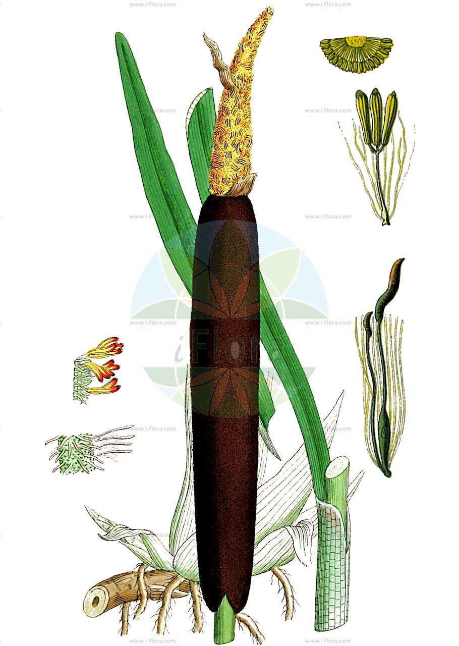 Typha latifolia - Typhaceae,Plantae,Pteridobiotina,Angiosperms,Poales,Typhaceae,Typha,Typha latifolia,Massula latifolia, Typha ambigua, Typha angustifolia lus. uechtritzii, Typha angustifolia prol. brownii, Typha angustifolia var. elata, Typha angustifolia var. media, Typha angustifolia var. sonderi, Typha crassa, Typha elata, Typha elatior, Typha elatior, Typha elongata, Typha elongata, Typha engelmannii, Typha intermedia, Typha latifolia f. ambigua, Typha latifolia f. didyma, Typha latifolia f. divisa, Typha latifolia f. intermedia, Typha latifolia f. latifolia, Typha latifolia subsp. eulatifolia, Typha latifolia var. ambigua, Typha latifolia var. angustifolia, Typha latifolia var. elata, Typha latifolia var. elatior, Typha latifolia var. elongata, Typha latifolia var. gracilis, Typha latifolia var. obconica, Typha latifolia var. remotiuscula, Typha latifolia var. typica, Typha major, Typha media, Typha palustris, Typha pendula, Typha remotiuscula, Typha spathulifolia,Breitblättriger Rohrkolben;bulrush;cattail;broad-leaved cat-tail;tule espedilla;quenouille à feuilles larges;broad-leaved reed mace;common cat-tail;great reedmace;poker plant;broadleaf cattail;Massette à larges feuilles;masse d'eau;massette à feuilles larges;espadana;macio comun;espadaña;macio común;anea;enea;Lisca maggiore;stiancia d'acqua;mazzasorda;tifa a foglie larghe;groote lisdodde;grote lisdodde;tabua-larga;tábua-larga;foguetes;murrão-dos-fogueteiros;tábua-deespiga-negra;рогоз каспийский;рогоз широколстный;cil;shavar;shavari gjethegjërë;balca de fulla ampla;širokolisni rogoz;bred kaveldun;bredkaveldun;bredbladet dunhammer;pałka szerokolistna;gama;ガマ;širokolistni rogoz;széleslevelű gyékény;orobinec širokolistý;orobinec širolistý;papură lătă;pálka širokolistá;рогіз каспійський;рогіз широколистий;широколистен папур;laialehine hundinui;platlapu vilkvālīte;nreitt dunkjevle;leveäosmankäämi;меки рогоз;широколисни рогоз;suf rechav-'alim;סוּף רְחַב-עָלִים;plačialapis švendras;πλατίφιλλο ψαθί;kuān yè xiāng pú;宽叶香蒲