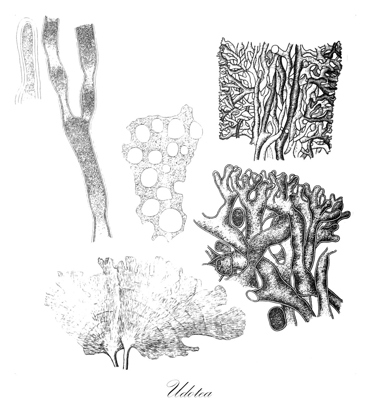 Udotea - Chlorophyta,Biota,Plantae,Chlorophyta,Chlorophytina,Ulvophyceae,Bryopsidales,Udoteaceae,Udotea