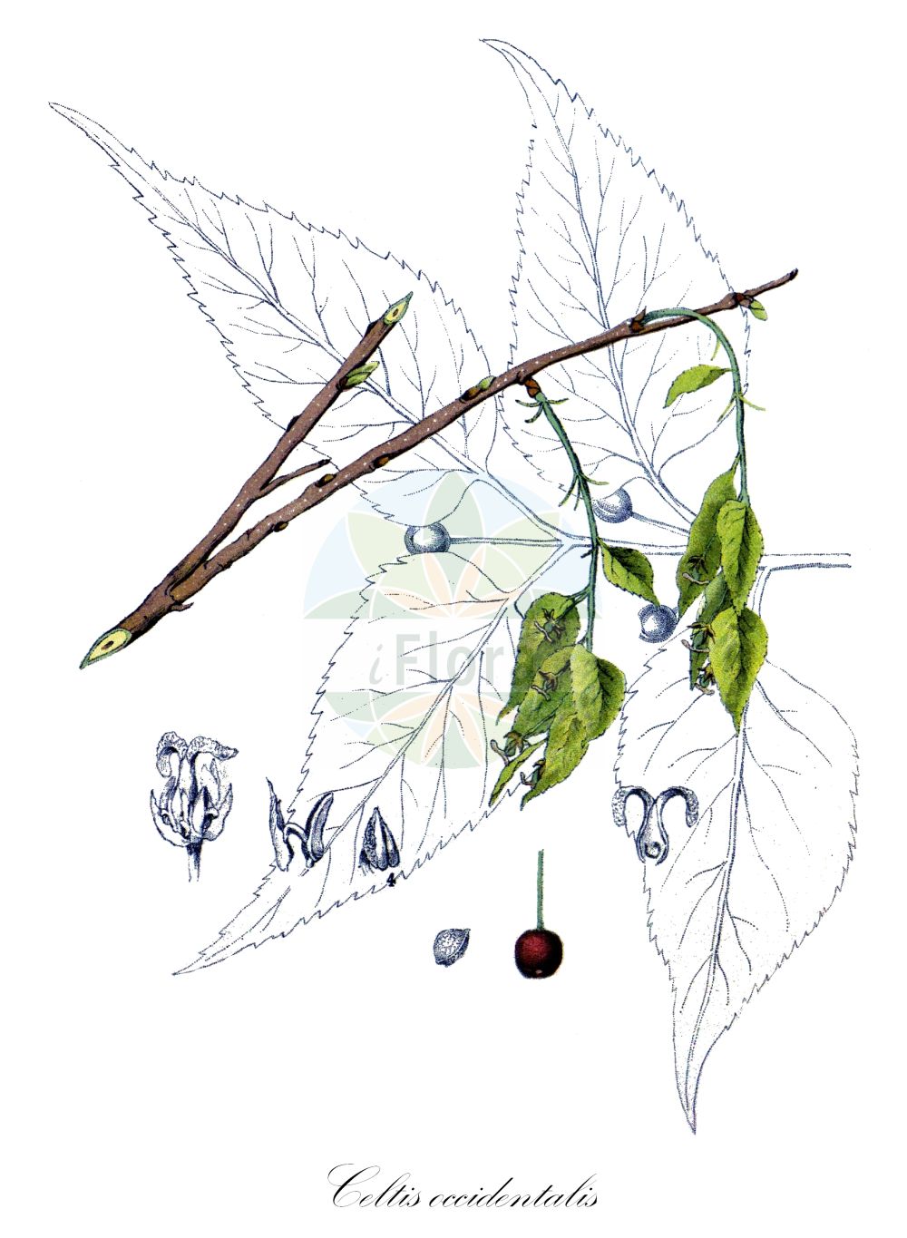 Celtis occidentalis - Cannabaceae,Plantae,Pteridobiotina,Angiosperms,Rosales,Cannabaceae,Celtis,Celtis occidentalis,Celtis audibertiana, Celtis audibertiana var. oblongata, Celtis audibertiana var. ovata, Celtis canina, Celtis cordata, Celtis cordifolia, Celtis crassifolia, Celtis crassifolia var. eucalyptifolia, Celtis crassifolia var. morifolia, Celtis crassifolia var. tiliifolia, Celtis floridana, Celtis heterophyla, Celtis longifolia, Celtis mississippiensis var. pumila, Celtis morifolia, Celtis obliqua, Celtis occidentalis f. canina, Celtis occidentalis f. neglecta, Celtis occidentalis f. pumila, Celtis occidentalis var. aspera, Celtis occidentalis var. audibertiana, Celtis occidentalis var. canina, Celtis occidentalis var. cordata, Celtis occidentalis var. crassifolia, Celtis occidentalis var. occidentalis, Celtis occidentalis var. pumila, Celtis occidentalis var. pumila, Celtis occidentalis var. serrulata, Celtis occidentalis var. submembranacea, Celtis parvifolia, Celtis procera, Celtis pumila, Celtis pumila, Celtis pumila var. deamii, Celtis scabra, Celtis tenuifolia, Celtis urticifolia, Sponia crassifolia, Sponia occidentalis, Sponia pumila,Nordamerikanischer Zürgelbaum;Westlicher Zürgelbaum;hackberry;micocoulier occidental;bois inconnu;Micocoulier de Virginie;micocoulier occidental;almez de Virginia;almez occidental;bagolaro occidentale;zilver-berk;westersenetelboom;westerse netelboom;lódão-americano;каркас западный;lledoner americà;bäralm;Amerikansk nældetræ;wiązowiec zachodni;nyugati ostorfa;břestovec západní;brestovec západný;каркас західний;западни копривић