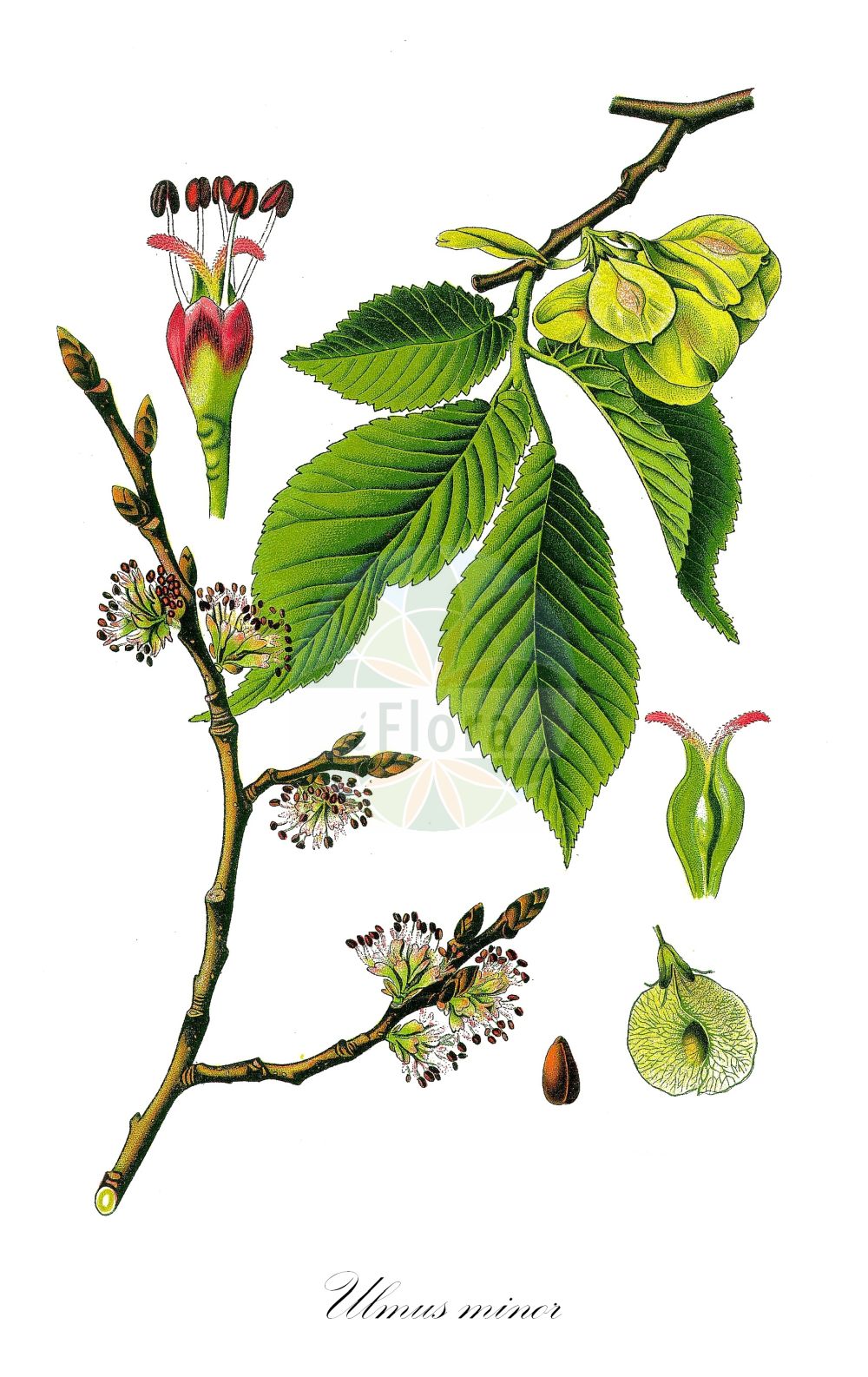 Ulmus minor - Ulmaceae,Plantae,Pteridobiotina,Angiosperms,Rosales,Ulmaceae,Ulmus,Ulmus minor,Ulmus angustifolia, Ulmus campestris unr. minor, Ulmus campestris var. minor, Ulmus carpinifolia, Ulmus foliacea, Ulmus glabra f. minor, Ulmus minor var. suberosa, Ulmus sarniensis, Ulmus vulgaris prol. minor,Feld-Ulme;Kleinblätterige Ulme;common elm;Orme champêtre;Ormeau;orme commun;ipréau;orme à petites feuilles;orme cilié;orme rouge;yvet;olmo comun;olmo común;negrillo;olmo;Olmo comune;olmo campestre;veldiep;gladde iep;zilt-torkruid;lamegueiro;lomegueiro;mosqueiro;negrilho;olmo;ulmeiro;ulmeiro-das-folhas-lisas;ulmo;берест;вяз граболистный;вяз грузинский;вяз густой;вяз малый;ильм красный;ильм пробковый;карагач;караич;ova karaağaç;vidh;om;om comú;poljski brijest;lundalm;småbladet elm;wiąz polny;wiąz pospolity;poljski brest;mezei szil;jilm habrolistý;ulm de camp;brest hrabolistý;в'яз висоцького;в'яз граболистий;в'яз корковий;полски бряст;põldjalakas;stepes goba;lundalm;lehtojalava;пољски брест;ситнолисни брест;paprastasis skirpstas;πτελέα ελάσσων