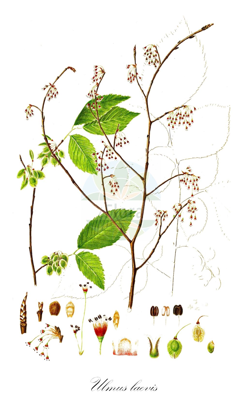 Ulmus laevis - Ulmaceae,Plantae,Pteridobiotina,Angiosperms,Rosales,Ulmaceae,Ulmus,Ulmus laevis,Ulmus acuta, Ulmus alba, Ulmus celtidea, Ulmus ciliata, Ulmus communis var. ornata, Ulmus effusa, Ulmus effusa var. acuminata, Ulmus effusa var. inflexa, Ulmus effusa var. oblongata, Ulmus effusa var. rotundata, Ulmus inflexa, Ulmus laevis var. celtidea, Ulmus laevis var. parvifolia, Ulmus oblongata, Ulmus octandra, Ulmus pedunculata, Ulmus racemosa, Ulmus rotundata, Ulmus simplicidens,Flatter-Ulme;european white-elm;fluttering elm;spreading-branched elm;Orme lisse;Orme pédonculé;orme cilié;orme diffus;orme blanc;olmo liso;olmo temblón;Olmo bianco;olmo ciliato;steeliep;fladderiep;zee-schildzaad;вяз гладкий;вяз обыкновенный;saplı karaağaç;vidh;treperavi brijest;vresalm;skærm-elm;limak;wiąz szypułkowy;dolgopecljati brest;vénic;vénicszil;jilm vaz;velnis;brest väzový;в'яз гладкий;бял бряст;künnapu;parastā vīksna;vrangalm;kynäjalava;ukynäjalava;vinkšna;ευρωπαϊκή λευκή φτελιά