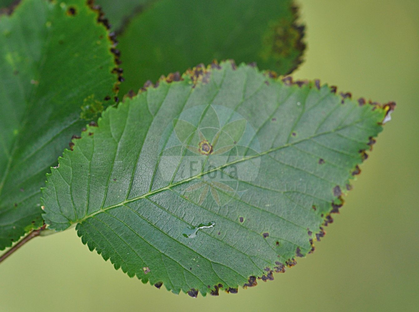 Ulmus minor - Ulmaceae,Plantae,Pteridobiotina,Angiosperms,Rosales,Ulmaceae,Ulmus,Ulmus minor,Ulmus angustifolia, Ulmus campestris unr. minor, Ulmus campestris var. minor, Ulmus carpinifolia, Ulmus foliacea, Ulmus glabra f. minor, Ulmus minor var. suberosa, Ulmus sarniensis, Ulmus vulgaris prol. minor,Feld-Ulme;Kleinblätterige Ulme;common elm;Orme champêtre;Ormeau;orme commun;ipréau;orme à petites feuilles;orme cilié;orme rouge;yvet;olmo comun;olmo común;negrillo;olmo;Olmo comune;olmo campestre;veldiep;gladde iep;zilt-torkruid;lamegueiro;lomegueiro;mosqueiro;negrilho;olmo;ulmeiro;ulmeiro-das-folhas-lisas;ulmo;берест;вяз граболистный;вяз грузинский;вяз густой;вяз малый;ильм красный;ильм пробковый;карагач;караич;ova karaağaç;vidh;om;om comú;poljski brijest;lundalm;småbladet elm;wiąz polny;wiąz pospolity;poljski brest;mezei szil;jilm habrolistý;ulm de camp;brest hrabolistý;в'яз висоцького;в'яз граболистий;в'яз корковий;полски бряст;põldjalakas;stepes goba;lundalm;lehtojalava;пољски брест;ситнолисни брест;paprastasis skirpstas;πτελέα ελάσσων