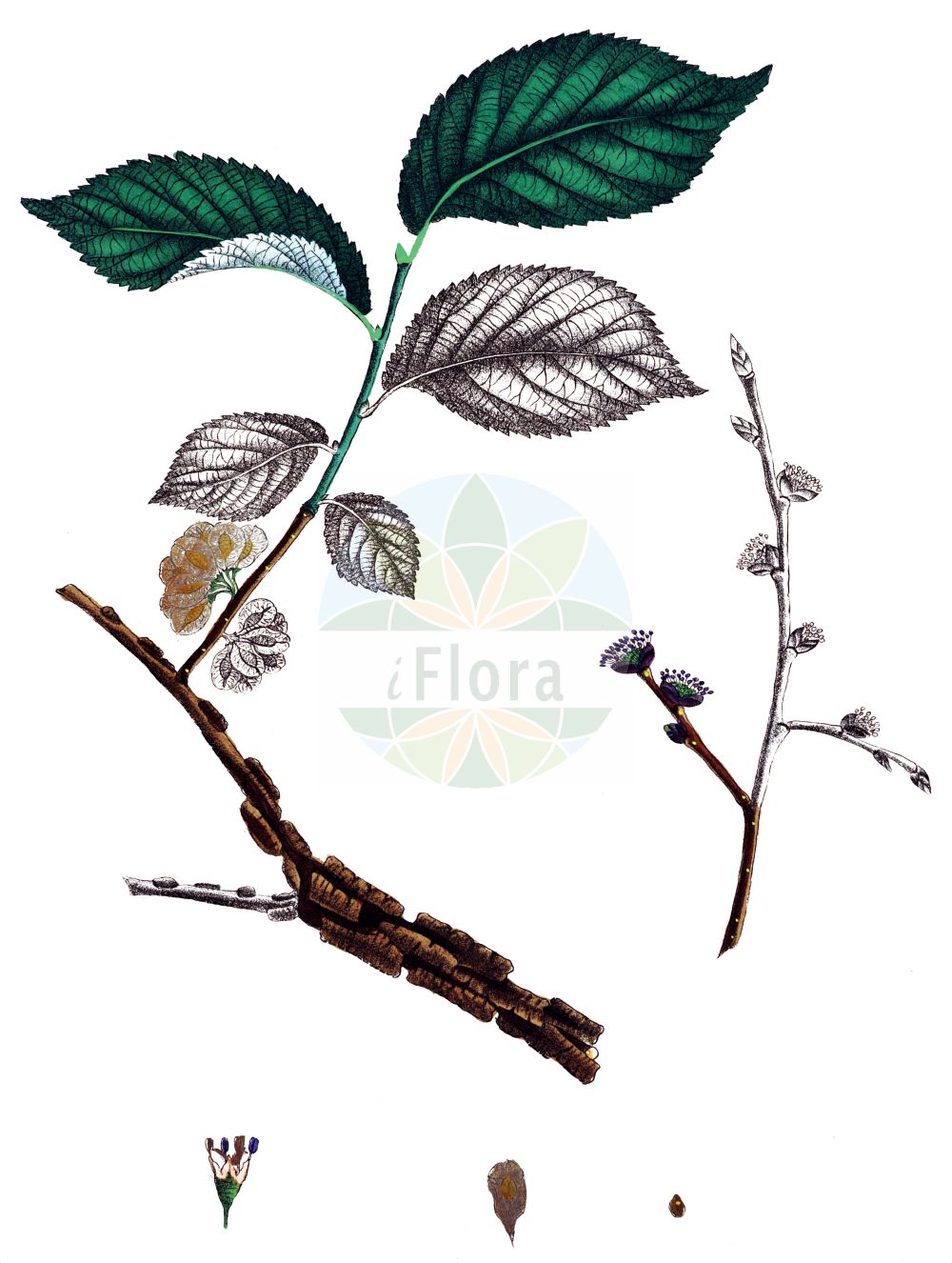 Ulmus minor - Ulmaceae,Plantae,Pteridobiotina,Angiosperms,Rosales,Ulmaceae,Ulmus,Ulmus minor,Ulmus angustifolia, Ulmus campestris unr. minor, Ulmus campestris var. minor, Ulmus carpinifolia, Ulmus foliacea, Ulmus glabra f. minor, Ulmus minor var. suberosa, Ulmus sarniensis, Ulmus vulgaris prol. minor,Feld-Ulme;Kleinblätterige Ulme;common elm;Orme champêtre;Ormeau;orme commun;ipréau;orme à petites feuilles;orme cilié;orme rouge;yvet;olmo comun;olmo común;negrillo;olmo;Olmo comune;olmo campestre;veldiep;gladde iep;zilt-torkruid;lamegueiro;lomegueiro;mosqueiro;negrilho;olmo;ulmeiro;ulmeiro-das-folhas-lisas;ulmo;берест;вяз граболистный;вяз грузинский;вяз густой;вяз малый;ильм красный;ильм пробковый;карагач;караич;ova karaağaç;vidh;om;om comú;poljski brijest;lundalm;småbladet elm;wiąz polny;wiąz pospolity;poljski brest;mezei szil;jilm habrolistý;ulm de camp;brest hrabolistý;в'яз висоцького;в'яз граболистий;в'яз корковий;полски бряст;põldjalakas;stepes goba;lundalm;lehtojalava;пољски брест;ситнолисни брест;paprastasis skirpstas;πτελέα ελάσσων