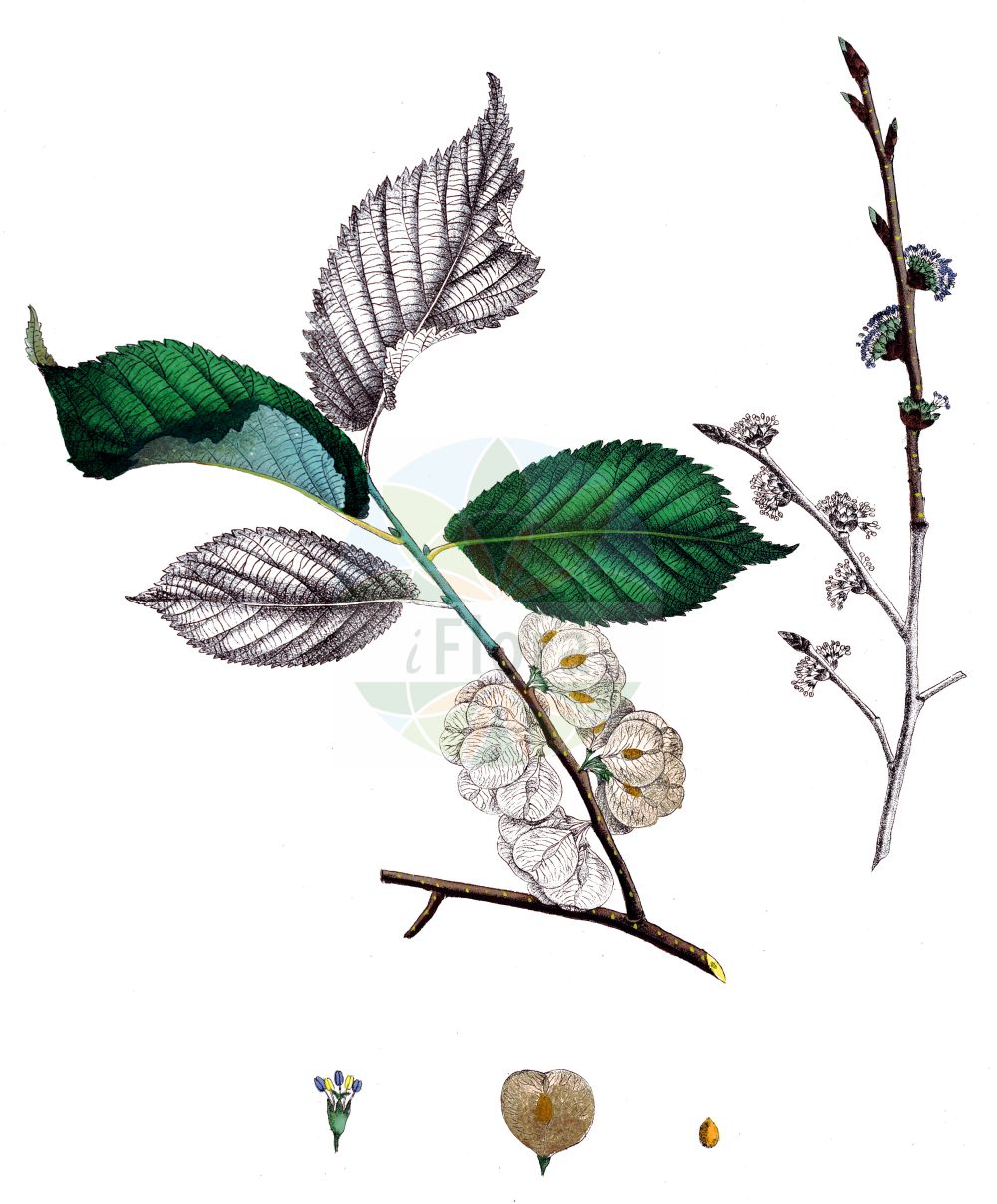 Ulmus glabra - Ulmaceae,Plantae,Pteridobiotina,Angiosperms,Rosales,Ulmaceae,Ulmus,Ulmus glabra,Ulmus adiantifolia, Ulmus antarctica, Ulmus camperdowni, Ulmus campestris, Ulmus campestris subsp. montana, Ulmus campestris unr. cornuta, Ulmus campestris var. latifolia, Ulmus campestris var. purpurea, Ulmus campestris var. purpurea, Ulmus cebennensis, Ulmus cinerea, Ulmus communis, Ulmus corylacea, Ulmus corylacea var. grandidentata, Ulmus crispa, Ulmus excelsa, Ulmus exoniensis, Ulmus expansa, Ulmus forficata, Ulmus gallica, Ulmus gigantea, Ulmus glabra f. atropurpurea, Ulmus glabra f. camperdownii, Ulmus glabra f. cornuta, Ulmus glabra f. crispa, Ulmus glabra f. elliptica, Ulmus glabra f. exoniensis, Ulmus glabra f. firma, Ulmus glabra f. glabrata, Ulmus glabra f. horizontalis, Ulmus glabra f. lutescens, Ulmus glabra f. macrophylla, Ulmus glabra f. monstrosa, Ulmus glabra f. nana, Ulmus glabra f. nitida, Ulmus glabra f. pendula, Ulmus glabra f. purpurea, Ulmus glabra subsp. montana, Ulmus glabra subsp. scabra, Ulmus glabra subvar. dasycarpa, Ulmus glabra var. albovariegata, Ulmus glabra var. camperdownii, Ulmus glabra var. horizontalis, Ulmus glabra var. montana, Ulmus glabra var. scabra, Ulmus glabra var. trautvetteri, Ulmus glandulosa, Ulmus glutinosa, Ulmus hollandica var. camperdownii, Ulmus horizontalis, Ulmus intermedia, Ulmus latifolia, Ulmus leucocarpa, Ulmus montana, Ulmus montana, Ulmus montana f. exoniensis, Ulmus montana var. atropurpurea, Ulmus montana var. camperdowni, Ulmus montana var. cebennensis, Ulmus montana var. elliptica, Ulmus montana var. fastigiata, Ulmus montana var. glabrata, Ulmus montana var. horizontalis, Ulmus montana var. nitida, Ulmus montana var. pendula, Ulmus montana var. pendula-camperdownii, Ulmus montana var. pendula-macrophylla, Ulmus montana var. pendula-variegata, Ulmus mossii, Ulmus nigra, Ulmus ontariensis, Ulmus podolica, Ulmus procera f. purpurea, Ulmus pyramidalis, Ulmus scabra, Ulmus scabra f. firma, Ulmus scabra f. horizontalis, Ulmus scabra f. lutescens, Ulmus scabra f. monstrosa, Ulmus scabra f. pendula, Ulmus scabra f. purpurea, Ulmus scabra f. purpurea, Ulmus scabra f. tricuspis, Ulmus scabra subf. crispa, Ulmus scabra subf. macrophylla, Ulmus scabra subf. pyramidalis, Ulmus scabra subf. rugosa, Ulmus scabra var. exoniensis, Ulmus scabra var. nana, Ulmus scabra var. tricuspis, Ulmus sukaczevii, Ulmus tomentosa, Ulmus urticifolia, Ulmus viscosa,Berg-Ulme;wych elm;scotch elm;broad-leaved elm;mountain elm;scottish elm;Orme montagnard;Orme rude;orme blanc;orme à grandes feuilles;orme de montagne;orme glabre;álamo negro;llameda;llamera;negrillo;olmo de montaña;olmo montano;sándalo falso;Olmo di montagna;olmo montano;bergiep;ruwe iep;zee-weegbree;zee-zuring;вяз голый;вяз горный;вяз шершавый;вяз эллиптический;ильм;dağ karağacı;duru karağaç;vidh;oma;glatki brijest;gorski brijest;zee-vlotgras;skogsalm;alm;skov-elm;brzost;wiąz górski;wiąz szorstki;goli brest;hegyi szil;jilm drsný;jilm horský;ulm de munte;brest horský;в'яз голий;планински бряст;harilik jalakas;parastā goba;alm;vuorijalava;брдски брест;kalninė guoba;πτελέα λεία