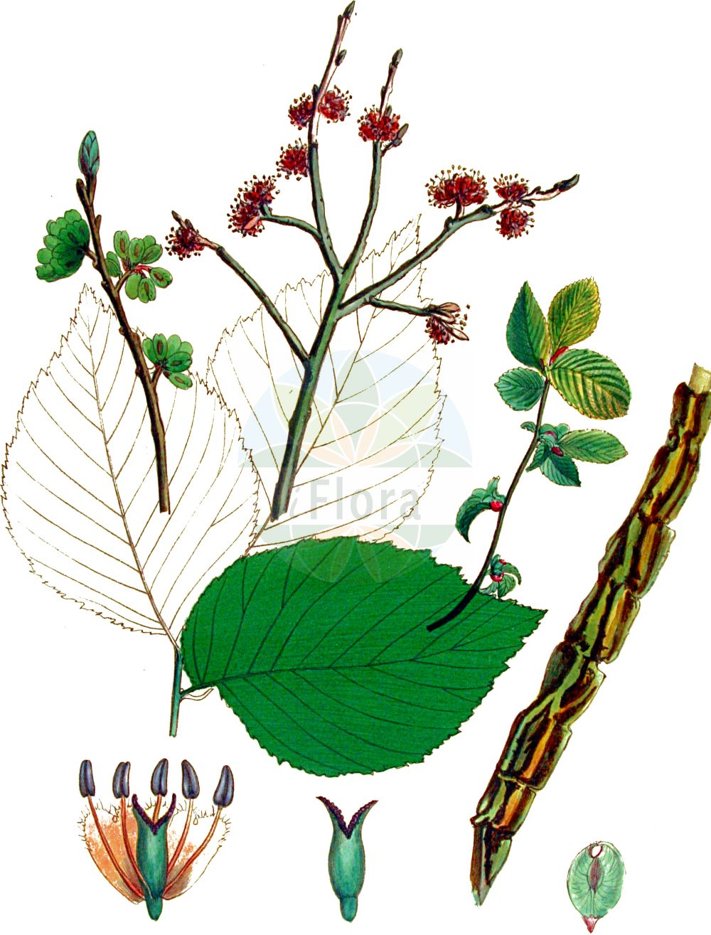 Ulmus glabra - Ulmaceae,Plantae,Pteridobiotina,Angiosperms,Rosales,Ulmaceae,Ulmus,Ulmus glabra,Ulmus adiantifolia, Ulmus antarctica, Ulmus camperdowni, Ulmus campestris, Ulmus campestris subsp. montana, Ulmus campestris unr. cornuta, Ulmus campestris var. latifolia, Ulmus campestris var. purpurea, Ulmus campestris var. purpurea, Ulmus cebennensis, Ulmus cinerea, Ulmus communis, Ulmus corylacea, Ulmus corylacea var. grandidentata, Ulmus crispa, Ulmus excelsa, Ulmus exoniensis, Ulmus expansa, Ulmus forficata, Ulmus gallica, Ulmus gigantea, Ulmus glabra f. atropurpurea, Ulmus glabra f. camperdownii, Ulmus glabra f. cornuta, Ulmus glabra f. crispa, Ulmus glabra f. elliptica, Ulmus glabra f. exoniensis, Ulmus glabra f. firma, Ulmus glabra f. glabrata, Ulmus glabra f. horizontalis, Ulmus glabra f. lutescens, Ulmus glabra f. macrophylla, Ulmus glabra f. monstrosa, Ulmus glabra f. nana, Ulmus glabra f. nitida, Ulmus glabra f. pendula, Ulmus glabra f. purpurea, Ulmus glabra subsp. montana, Ulmus glabra subsp. scabra, Ulmus glabra subvar. dasycarpa, Ulmus glabra var. albovariegata, Ulmus glabra var. camperdownii, Ulmus glabra var. horizontalis, Ulmus glabra var. montana, Ulmus glabra var. scabra, Ulmus glabra var. trautvetteri, Ulmus glandulosa, Ulmus glutinosa, Ulmus hollandica var. camperdownii, Ulmus horizontalis, Ulmus intermedia, Ulmus latifolia, Ulmus leucocarpa, Ulmus montana, Ulmus montana, Ulmus montana f. exoniensis, Ulmus montana var. atropurpurea, Ulmus montana var. camperdowni, Ulmus montana var. cebennensis, Ulmus montana var. elliptica, Ulmus montana var. fastigiata, Ulmus montana var. glabrata, Ulmus montana var. horizontalis, Ulmus montana var. nitida, Ulmus montana var. pendula, Ulmus montana var. pendula-camperdownii, Ulmus montana var. pendula-macrophylla, Ulmus montana var. pendula-variegata, Ulmus mossii, Ulmus nigra, Ulmus ontariensis, Ulmus podolica, Ulmus procera f. purpurea, Ulmus pyramidalis, Ulmus scabra, Ulmus scabra f. firma, Ulmus scabra f. horizontalis, Ulmus scabra f. lutescens, Ulmus scabra f. monstrosa, Ulmus scabra f. pendula, Ulmus scabra f. purpurea, Ulmus scabra f. purpurea, Ulmus scabra f. tricuspis, Ulmus scabra subf. crispa, Ulmus scabra subf. macrophylla, Ulmus scabra subf. pyramidalis, Ulmus scabra subf. rugosa, Ulmus scabra var. exoniensis, Ulmus scabra var. nana, Ulmus scabra var. tricuspis, Ulmus sukaczevii, Ulmus tomentosa, Ulmus urticifolia, Ulmus viscosa,Berg-Ulme;wych elm;scotch elm;broad-leaved elm;mountain elm;scottish elm;Orme montagnard;Orme rude;orme blanc;orme à grandes feuilles;orme de montagne;orme glabre;álamo negro;llameda;llamera;negrillo;olmo de montaña;olmo montano;sándalo falso;Olmo di montagna;olmo montano;bergiep;ruwe iep;zee-weegbree;zee-zuring;вяз голый;вяз горный;вяз шершавый;вяз эллиптический;ильм;dağ karağacı;duru karağaç;vidh;oma;glatki brijest;gorski brijest;zee-vlotgras;skogsalm;alm;skov-elm;brzost;wiąz górski;wiąz szorstki;goli brest;hegyi szil;jilm drsný;jilm horský;ulm de munte;brest horský;в'яз голий;планински бряст;harilik jalakas;parastā goba;alm;vuorijalava;брдски брест;kalninė guoba;πτελέα λεία