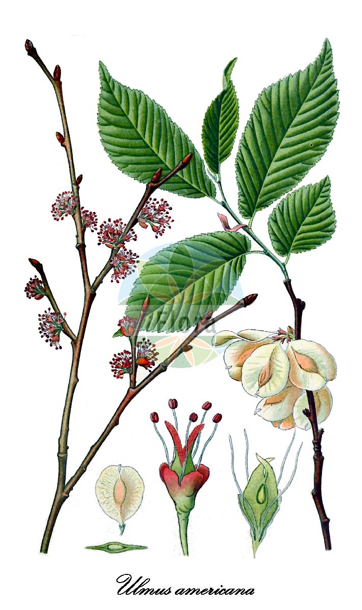 Ulmus americana - Ulmaceae,Plantae,Pteridobiotina,Angiosperms,Rosales,Ulmaceae,Ulmus,Ulmus americana,Ulmus alba, Ulmus americana f. alba, Ulmus americana f. americana, Ulmus americana f. ascendens, Ulmus americana f. columnaris, Ulmus americana f. intercedens, Ulmus americana f. laevior, Ulmus americana f. pendula, Ulmus americana f. viridis, Ulmus americana var. alba, Ulmus americana var. aspera, Ulmus americana var. aurea, Ulmus americana var. bartramii, Ulmus americana var. floridana, Ulmus americana var. glabra, Ulmus americana var. incisa, Ulmus americana var. pendula, Ulmus americana var. scabra, Ulmus dentata, Ulmus floridana, Ulmus fulva unr. pendula, Ulmus mollifolia, Ulmus obovata,Weiß-Ulme;Amerikanische Ulme;orme d'amérique;american elm