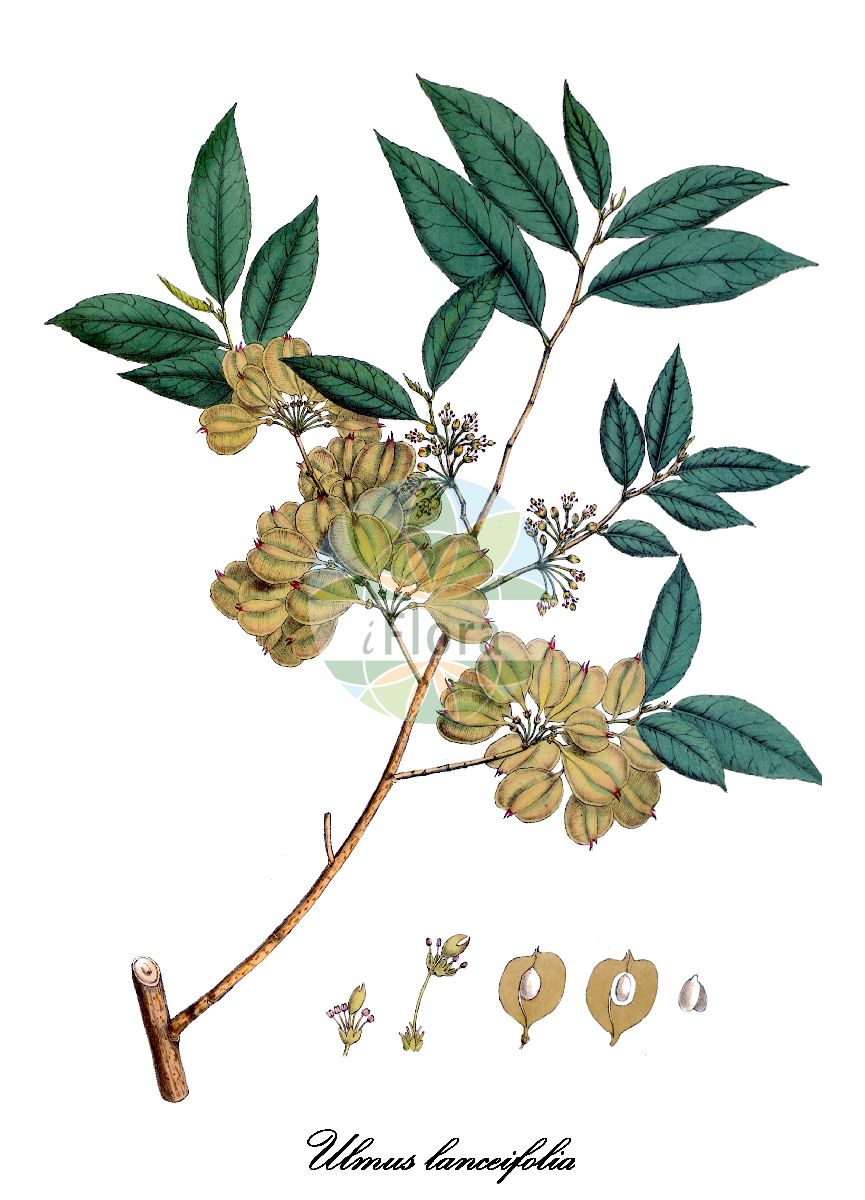 Ulmus lanceifolia - Ulmaceae,Plantae,Pteridobiotina,Angiosperms,Rosales,Ulmaceae,Ulmus,Ulmus lanceifolia,Ulmus hookeriana, Ulmus lancifolia, Ulmus tonkinensis
