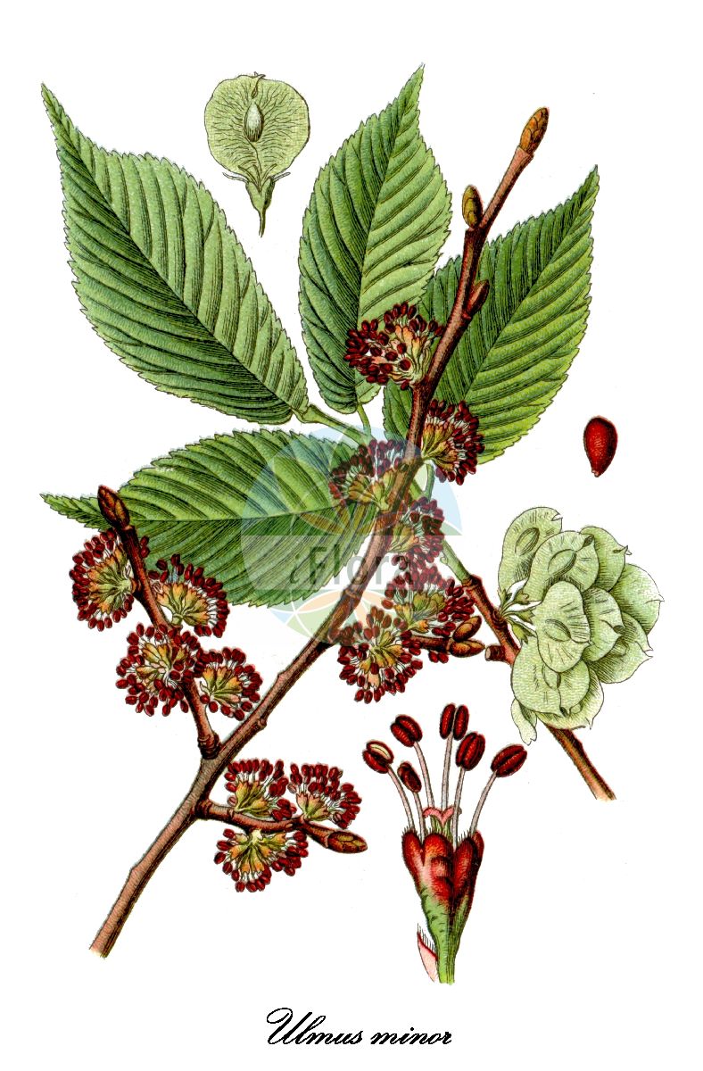 Ulmus minor - Ulmaceae,Plantae,Pteridobiotina,Angiosperms,Rosales,Ulmaceae,Ulmus,Ulmus minor,Ulmus angustifolia, Ulmus campestris unr. minor, Ulmus campestris var. minor, Ulmus carpinifolia, Ulmus foliacea, Ulmus glabra f. minor, Ulmus minor var. suberosa, Ulmus sarniensis, Ulmus vulgaris prol. minor,Feld-Ulme;Kleinblätterige Ulme;common elm;Orme champêtre;Ormeau;orme commun;ipréau;orme à petites feuilles;orme cilié;orme rouge;yvet;olmo comun;olmo común;negrillo;olmo;Olmo comune;olmo campestre;veldiep;gladde iep;zilt-torkruid;lamegueiro;lomegueiro;mosqueiro;negrilho;olmo;ulmeiro;ulmeiro-das-folhas-lisas;ulmo;берест;вяз граболистный;вяз грузинский;вяз густой;вяз малый;ильм красный;ильм пробковый;карагач;караич;ova karaağaç;vidh;om;om comú;poljski brijest;lundalm;småbladet elm;wiąz polny;wiąz pospolity;poljski brest;mezei szil;jilm habrolistý;ulm de camp;brest hrabolistý;в'яз висоцького;в'яз граболистий;в'яз корковий;полски бряст;põldjalakas;stepes goba;lundalm;lehtojalava;пољски брест;ситнолисни брест;paprastasis skirpstas;πτελέα ελάσσων