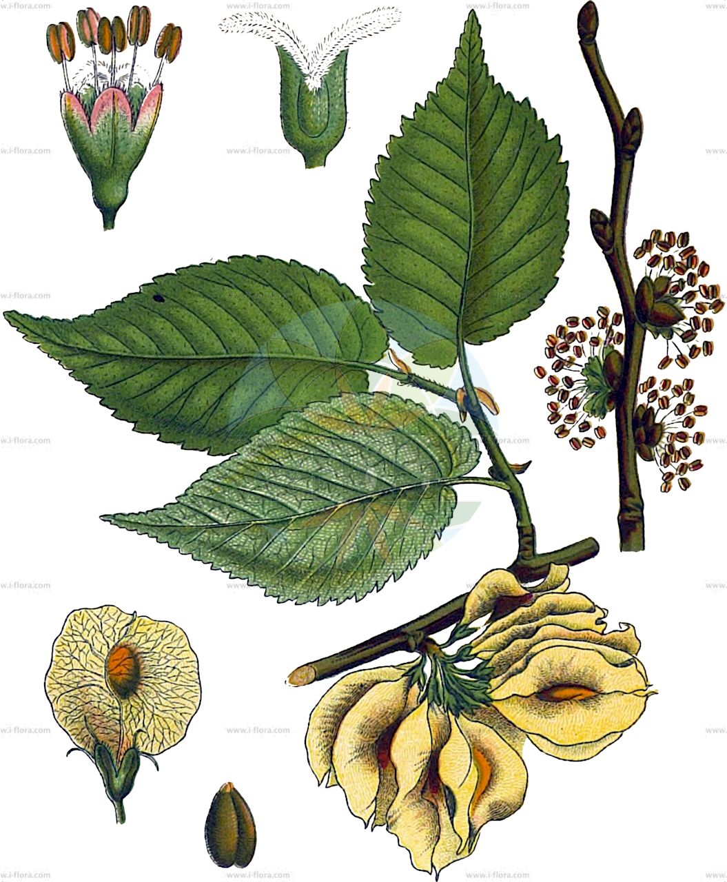 Ulmus minor - Ulmaceae,Plantae,Pteridobiotina,Angiosperms,Rosales,Ulmaceae,Ulmus,Ulmus minor,Ulmus angustifolia, Ulmus campestris unr. minor, Ulmus campestris var. minor, Ulmus carpinifolia, Ulmus foliacea, Ulmus glabra f. minor, Ulmus minor var. suberosa, Ulmus sarniensis, Ulmus vulgaris prol. minor,Feld-Ulme;Kleinblätterige Ulme;common elm;Orme champêtre;Ormeau;orme commun;ipréau;orme à petites feuilles;orme cilié;orme rouge;yvet;olmo comun;olmo común;negrillo;olmo;Olmo comune;olmo campestre;veldiep;gladde iep;zilt-torkruid;lamegueiro;lomegueiro;mosqueiro;negrilho;olmo;ulmeiro;ulmeiro-das-folhas-lisas;ulmo;берест;вяз граболистный;вяз грузинский;вяз густой;вяз малый;ильм красный;ильм пробковый;карагач;караич;ova karaağaç;vidh;om;om comú;poljski brijest;lundalm;småbladet elm;wiąz polny;wiąz pospolity;poljski brest;mezei szil;jilm habrolistý;ulm de camp;brest hrabolistý;в'яз висоцького;в'яз граболистий;в'яз корковий;полски бряст;põldjalakas;stepes goba;lundalm;lehtojalava;пољски брест;ситнолисни брест;paprastasis skirpstas;πτελέα ελάσσων