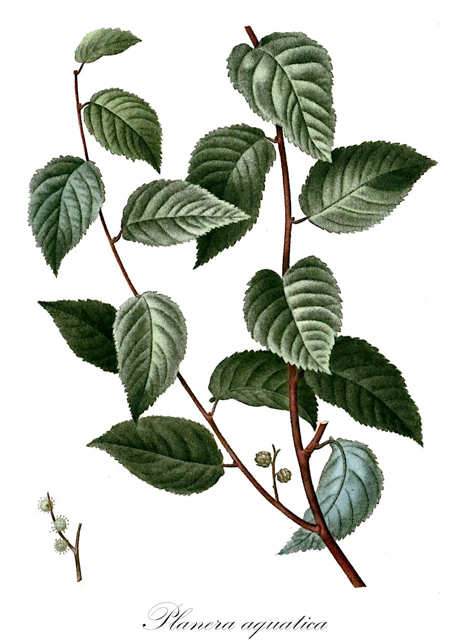 Planera aquatica - Ulmaceae,Plantae,Pteridobiotina,Angiosperms,Rosales,Ulmaceae,Planera,Planera aquatica,Abelicea aquatica, Planera americana, Planera gmelinii, Planera richardii, Planera ulmifolia, Ulmus aquatica, Ulmus campestris