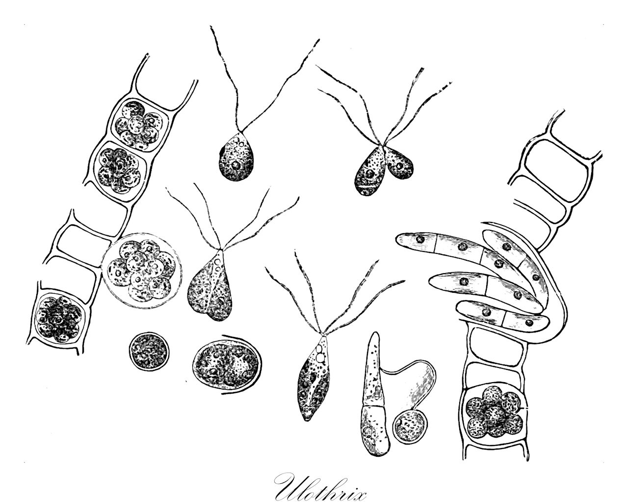 Ulothrix - Ulotrichaceae,Biota,Plantae,Chlorophyta,Chlorophytina,Ulvophyceae,Ulotrichales,Ulotrichaceae,Ulothrix