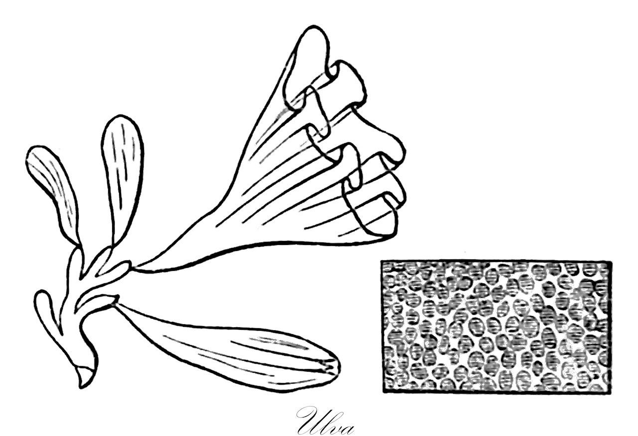 Ulva - Ulvaceae,Biota,Plantae,Chlorophyta,Chlorophytina,Ulvophyceae,Ulvales,Ulvaceae,Ulva,Enteromorpha, Phycoseris, Tubularia