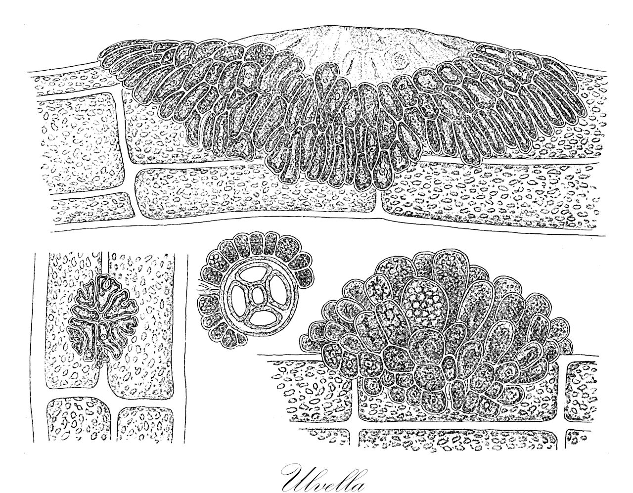 Ulvella - Chlorophyta,Biota,Plantae,Chlorophyta,Chlorophytina,Ulvophyceae,Ulvales,Ulvellaceae,Ulvella,Acrochaete, Chlorofilum, Pringsheimiella, Pseudodictyon