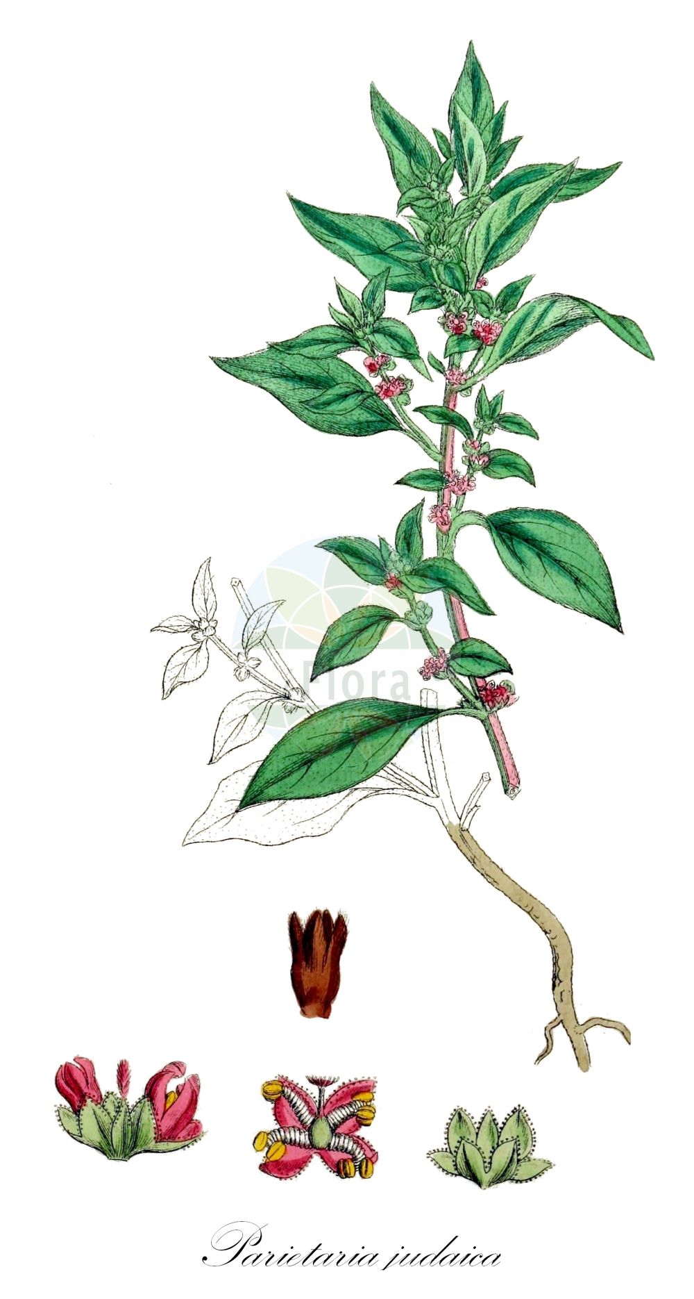 Parietaria judaica - Urticaceae,Plantae,Pteridobiotina,Angiosperms,Rosales,Urticaceae,Parietaria,Parietaria judaica,Parietaria officinalis subsp. judaica, Parietaria officinalis var. judaica,Ausgebreitetes Glaskraut;Mauer-Glaskraut;Niederliegendes Glaskraut;pellitory-of-the-wall;basal-leaved pellitory;spreading pellitory;Petite Pariétaire;pariétaire diffuse;perce-muraille;pariétaire judaïque;hierba de los muros;hierba de los gatos;hierba caracolera;albahaca de río;albahaquilla de culebra;albahaquilla de muro;albahaquilla loca;beletón;cañarroya;caracolera a secas;carqueruela;hierba de las ruinas;hierba de San Pedro;hierba del muro;ortiguilla muerta;paletaria;parietaria;pelosilla;pelosilla perenne;Vetriola minore;zeegroene lepelboom;liggend glaskruid;klein glaskruid;alfavaca-de-cobra;alfavaca;alfavaca-de-cova;amarras;cobrinha;columbrina;erva-das-muralhas;erva-das-paredes;erva-de-nossa-senhora;erva-de-santa-ana;erva-do-amorra;erva-dos-muros;erva-fura-paredes;fava-da-cova;helxina;parietária;pulitaina;pulitária;urtiga-mansa;постенница иудейская;duvar fesleğeni;karafileigjen i hapët;parietarie;herba de paret;morella roquera;razgranjena crkvina;grenig väggört;nedliggende springknap;razrasla krišina;ágas falgyom;drnavec palestinský;parachernita;múrovník;настінниця розлога;разклонена разваленка;blidnesle;rentomuuriyrtti;katelit yehudah;כָּתְלִית יְהוּדָה;αγριοπάρθενο;ανεμόχορτο;μπομπολόχορτο;παρθενάκι;περδικάκι;περδικούλι