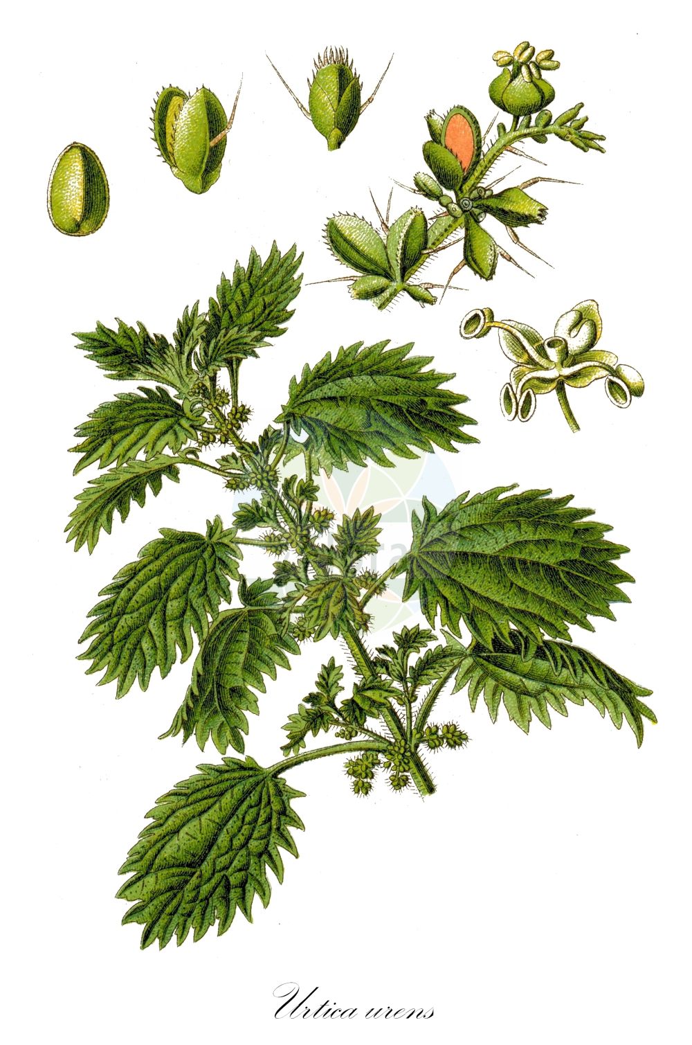 Urtica urens - Urticaceae,Plantae,Pteridobiotina,Angiosperms,Rosales,Urticaceae,Urtica,Urtica urens,Urtica atlantica, Urtica cubensis, Urtica minor, Urtica minor, Urtica monoica, Urtica ovalifolia, Urtica parvula, Urtica quadristipulata, Urtica trianae, Urtica urens var. lanceolata,Kleine Brennnessel;Kleine Brennessel;small nettle;dog nettle;burning nettle;annual nettle;dwarf nettle;dwarf stinging nettle;Ortie brûlante;petite ortie;ortie piquante;ortie grièche;ortiga menor;ortiga romana;ortiga comun;ortiga negra;ortiga común;achume;forniquilla;hierba del ciego;ortiga moheña;pica manos;picamoscas;picasarna;ronchona;Ortica minore;ortica piccola;ortica pungente;zand-zegge;kleine brandnetel;broeinetel;urtiga-menor;крапива жгучая;cılağan;hithër;hithri i rëndomtë;ortiga petita;mala kopriva;zand-weegbree;etternässla;liden nælde;pokrzywa żegawka;mala kopriva;árvacsalán;kis csalán;kopřiva žahavka;urzică mică;pŕhľava malá;žihľava malá;кропива жалка;гръцка коприва;raudnõges;sīkā nātre;eiternesle;smånesle;rautanokkonen;smánetla;жара;мала коприва;sirpad tzorev;סִרְפָּד צוֹרֵב;gailioji dilgėlė;μικρί τσουκνίδα;ōu qián má;欧荨麻