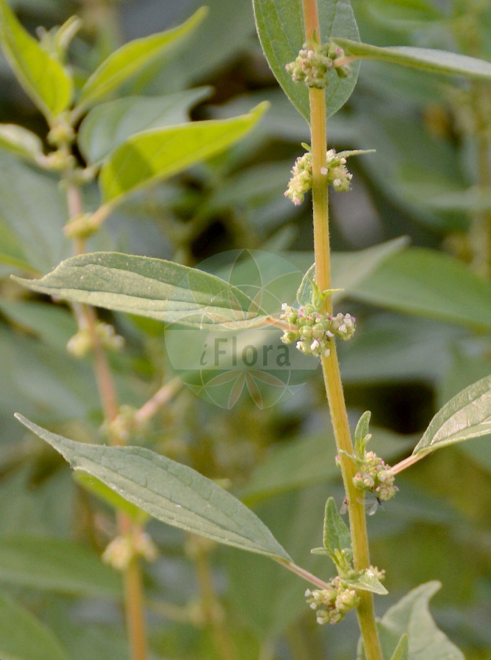 Parietaria officinalis - Urticaceae,Plantae,Pteridobiotina,Angiosperms,Rosales,Urticaceae,Parietaria,Parietaria officinalis,Helxine dioscoridis, Parietaria assurgens, Parietaria canescens, Parietaria diffusa, Parietaria erecta, Parietaria erecta, Parietaria muralis, Parietaria nitens, Parietaria nitida, Parietaria officinalis subsp. erecta, Parietaria officinalis var. erecta, Parietaria populifolia, Parietaria rubicunda,Aufrechtes Glaskraut;eastern pellitory-of-the-wall;common pellitory;erect pellitory;upright pellitory;Pariétaire officinale;casse-pierre;pariétaire vitriole;pariétaire élevée;perce-muraille;parietaria;Vetriola comune;vitriola;zeegroene ganzevoet;groot glaskruid;постенница лекарственная;постенница прямая;стенница лекарственная;boz sırçaotu;bar muresh;karafileigjen mjekësor;parietarie;ljekovita crkvina;zee-gerst;vanlig väggört;väggört;opret springknap;parietaria lekarska;pomurnik lekarski;navadna krišina;falgyom;drnavec lékařský;paracherniță;múrovník lekársky;настінниця лікарська;изправена разваленка;лековита разваленка;legeblidnesle;pystymuuriyrtti;велика црквина;виошница;παριετάρια φαρμακευτική;φαρμακευτικό περδικούλι