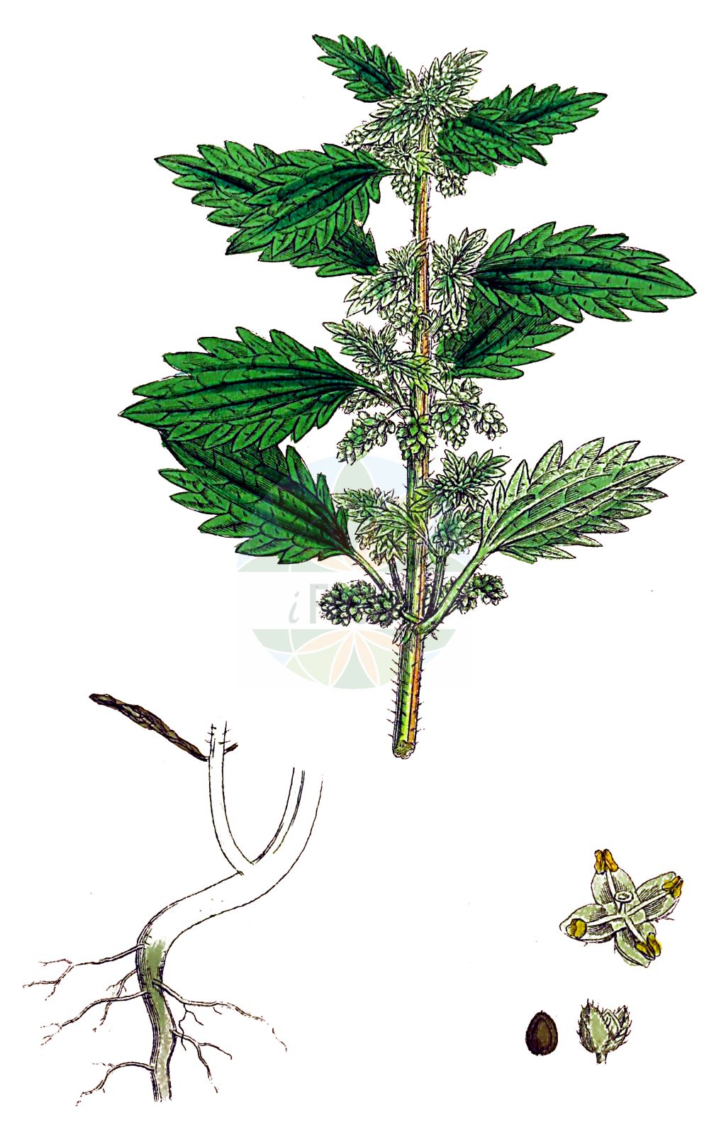 Urtica urens - Urticaceae,Plantae,Pteridobiotina,Angiosperms,Rosales,Urticaceae,Urtica,Urtica urens,Urtica atlantica, Urtica cubensis, Urtica minor, Urtica minor, Urtica monoica, Urtica ovalifolia, Urtica parvula, Urtica quadristipulata, Urtica trianae, Urtica urens var. lanceolata,Kleine Brennnessel;Kleine Brennessel;small nettle;dog nettle;burning nettle;annual nettle;dwarf nettle;dwarf stinging nettle;Ortie brûlante;petite ortie;ortie piquante;ortie grièche;ortiga menor;ortiga romana;ortiga comun;ortiga negra;ortiga común;achume;forniquilla;hierba del ciego;ortiga moheña;pica manos;picamoscas;picasarna;ronchona;Ortica minore;ortica piccola;ortica pungente;zand-zegge;kleine brandnetel;broeinetel;urtiga-menor;крапива жгучая;cılağan;hithër;hithri i rëndomtë;ortiga petita;mala kopriva;zand-weegbree;etternässla;liden nælde;pokrzywa żegawka;mala kopriva;árvacsalán;kis csalán;kopřiva žahavka;urzică mică;pŕhľava malá;žihľava malá;кропива жалка;гръцка коприва;raudnõges;sīkā nātre;eiternesle;smånesle;rautanokkonen;smánetla;жара;мала коприва;sirpad tzorev;סִרְפָּד צוֹרֵב;gailioji dilgėlė;μικρί τσουκνίδα;ōu qián má;欧荨麻
