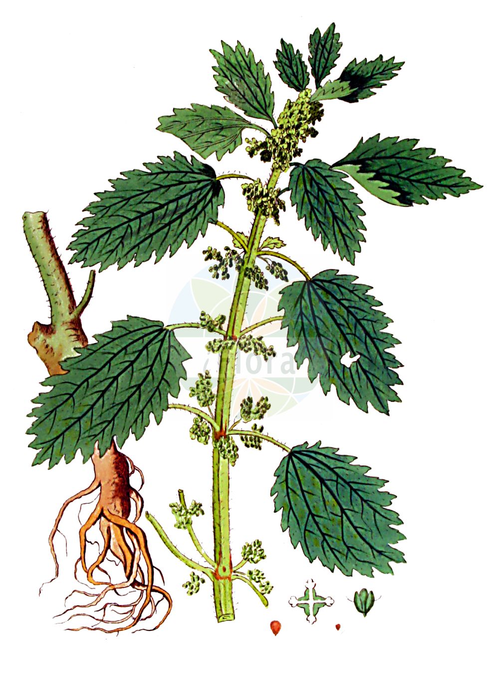 Urtica urens - Urticaceae,Plantae,Pteridobiotina,Angiosperms,Rosales,Urticaceae,Urtica,Urtica urens,Urtica atlantica, Urtica cubensis, Urtica minor, Urtica minor, Urtica monoica, Urtica ovalifolia, Urtica parvula, Urtica quadristipulata, Urtica trianae, Urtica urens var. lanceolata,Kleine Brennnessel;Kleine Brennessel;small nettle;dog nettle;burning nettle;annual nettle;dwarf nettle;dwarf stinging nettle;Ortie brûlante;petite ortie;ortie piquante;ortie grièche;ortiga menor;ortiga romana;ortiga comun;ortiga negra;ortiga común;achume;forniquilla;hierba del ciego;ortiga moheña;pica manos;picamoscas;picasarna;ronchona;Ortica minore;ortica piccola;ortica pungente;zand-zegge;kleine brandnetel;broeinetel;urtiga-menor;крапива жгучая;cılağan;hithër;hithri i rëndomtë;ortiga petita;mala kopriva;zand-weegbree;etternässla;liden nælde;pokrzywa żegawka;mala kopriva;árvacsalán;kis csalán;kopřiva žahavka;urzică mică;pŕhľava malá;žihľava malá;кропива жалка;гръцка коприва;raudnõges;sīkā nātre;eiternesle;smånesle;rautanokkonen;smánetla;жара;мала коприва;sirpad tzorev;סִרְפָּד צוֹרֵב;gailioji dilgėlė;μικρί τσουκνίδα;ōu qián má;欧荨麻