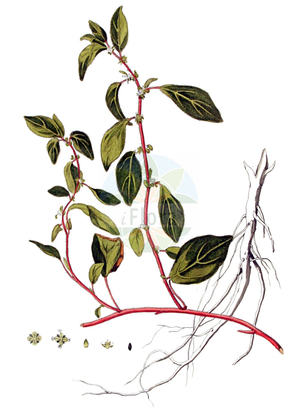 Parietaria judaica - Urticaceae,Plantae,Pteridobiotina,Angiosperms,Rosales,Urticaceae,Parietaria,Parietaria judaica,Parietaria officinalis subsp. judaica, Parietaria officinalis var. judaica,Ausgebreitetes Glaskraut;Mauer-Glaskraut;Niederliegendes Glaskraut;pellitory-of-the-wall;basal-leaved pellitory;spreading pellitory;Petite Pariétaire;pariétaire diffuse;perce-muraille;pariétaire judaïque;hierba de los muros;hierba de los gatos;hierba caracolera;albahaca de río;albahaquilla de culebra;albahaquilla de muro;albahaquilla loca;beletón;cañarroya;caracolera a secas;carqueruela;hierba de las ruinas;hierba de San Pedro;hierba del muro;ortiguilla muerta;paletaria;parietaria;pelosilla;pelosilla perenne;Vetriola minore;zeegroene lepelboom;liggend glaskruid;klein glaskruid;alfavaca-de-cobra;alfavaca;alfavaca-de-cova;amarras;cobrinha;columbrina;erva-das-muralhas;erva-das-paredes;erva-de-nossa-senhora;erva-de-santa-ana;erva-do-amorra;erva-dos-muros;erva-fura-paredes;fava-da-cova;helxina;parietária;pulitaina;pulitária;urtiga-mansa;постенница иудейская;duvar fesleğeni;karafileigjen i hapët;parietarie;herba de paret;morella roquera;razgranjena crkvina;grenig väggört;nedliggende springknap;razrasla krišina;ágas falgyom;drnavec palestinský;parachernita;múrovník;настінниця розлога;разклонена разваленка;blidnesle;rentomuuriyrtti;katelit yehudah;כָּתְלִית יְהוּדָה;αγριοπάρθενο;ανεμόχορτο;μπομπολόχορτο;παρθενάκι;περδικάκι;περδικούλι