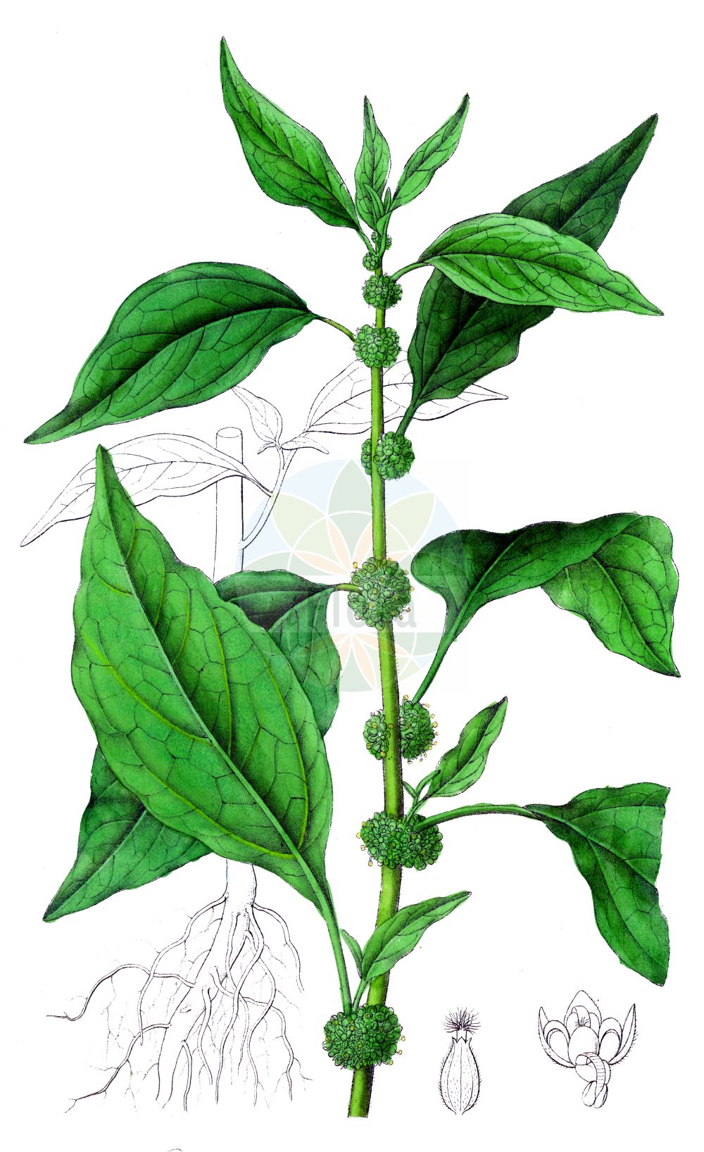 Parietaria officinalis - Urticaceae,Plantae,Pteridobiotina,Angiosperms,Rosales,Urticaceae,Parietaria,Parietaria officinalis,Helxine dioscoridis, Parietaria assurgens, Parietaria canescens, Parietaria diffusa, Parietaria erecta, Parietaria erecta, Parietaria muralis, Parietaria nitens, Parietaria nitida, Parietaria officinalis subsp. erecta, Parietaria officinalis var. erecta, Parietaria populifolia, Parietaria rubicunda,Aufrechtes Glaskraut;eastern pellitory-of-the-wall;common pellitory;erect pellitory;upright pellitory;Pariétaire officinale;casse-pierre;pariétaire vitriole;pariétaire élevée;perce-muraille;parietaria;Vetriola comune;vitriola;zeegroene ganzevoet;groot glaskruid;постенница лекарственная;постенница прямая;стенница лекарственная;boz sırçaotu;bar muresh;karafileigjen mjekësor;parietarie;ljekovita crkvina;zee-gerst;vanlig väggört;väggört;opret springknap;parietaria lekarska;pomurnik lekarski;navadna krišina;falgyom;drnavec lékařský;paracherniță;múrovník lekársky;настінниця лікарська;изправена разваленка;лековита разваленка;legeblidnesle;pystymuuriyrtti;велика црквина;виошница;παριετάρια φαρμακευτική;φαρμακευτικό περδικούλι