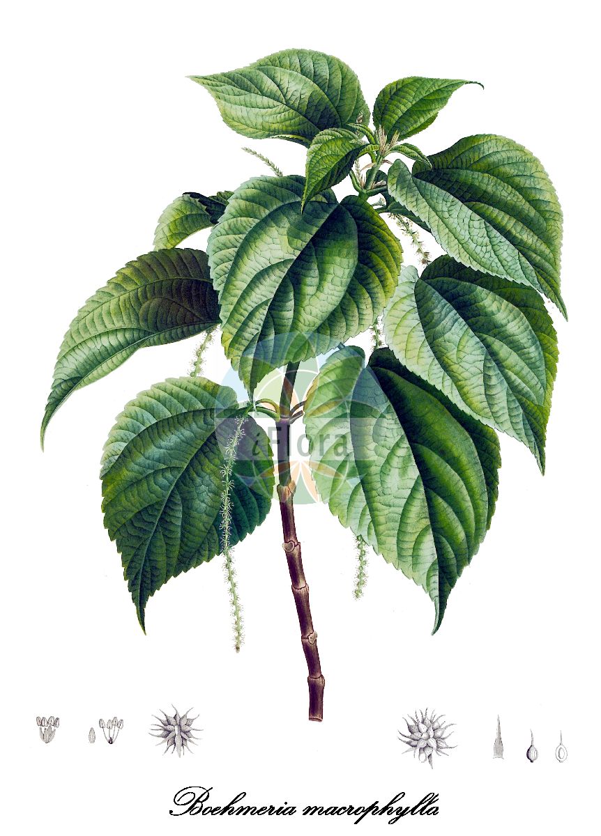 Boehmeria penduliflora - Urticaceae,Plantae,Pteridobiotina,Angiosperms,Rosales,Urticaceae,Boehmeria,Boehmeria penduliflora,Boehmeria densiflora var. intermedia, Boehmeria densiflora var. penduliflora, Boehmeria macrophylla, Urtica penduliflora