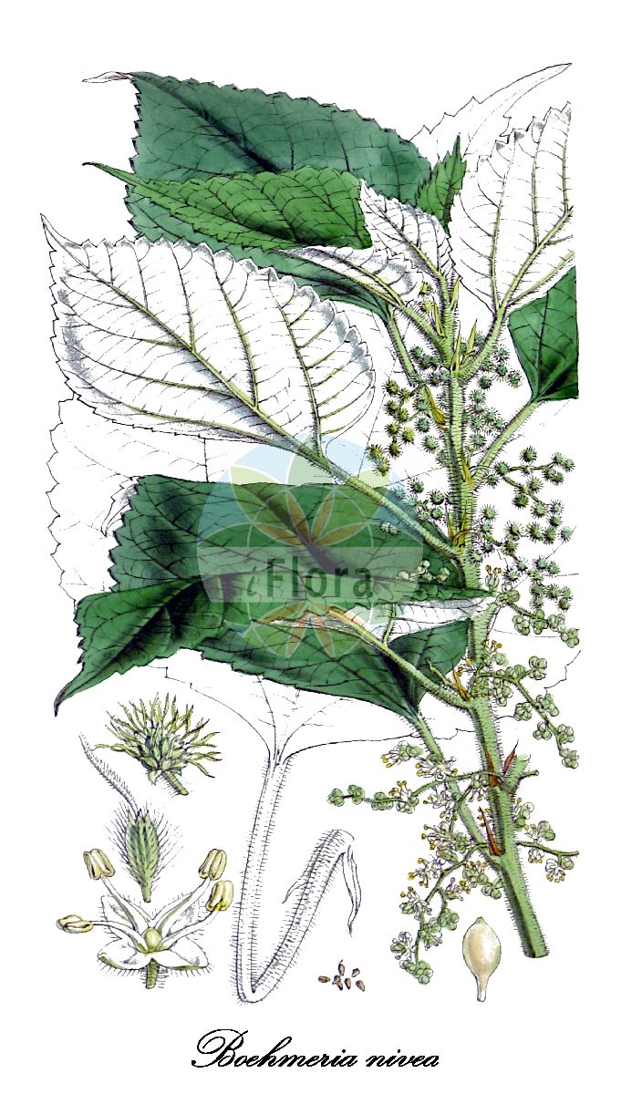 Boehmeria nivea - Urticaceae,Plantae,Pteridobiotina,Angiosperms,Rosales,Urticaceae,Boehmeria,Boehmeria nivea,Boehmeria nivea f. concolor, Boehmeria nivea f. nipponivea, Boehmeria nivea var. nivea, Boehmeria nivea var. viridula, Boehmeria tenacissima,ramie;ramie blanche;ramia verde;ramio blanco;ramio verde;ramia;ortica argentata;ramié;rameh plant;Chinese ramie;ramie;ramie;белое рами;kara-mushi;namban-karamushi;ナンバンカラムイシ;karamushi;カラムシ;ナンバンカラムシ;qīng yè zhù má;zhù má;苎麻;青叶苎麻