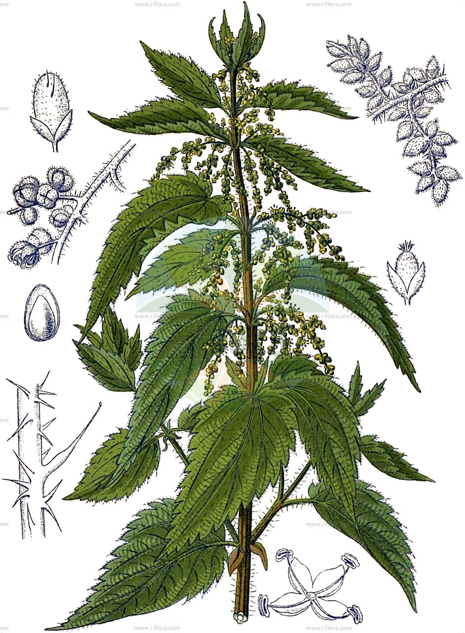 Urtica dioica - Urticaceae,Plantae,Pteridobiotina,Angiosperms,Rosales,Urticaceae,Urtica,Urtica dioica,Urtica dioica subsp. eu-dioica, Urtica dioica var. latifolia, Urtica dioica var. ramosa, Urtica dioica var. vulgaris,Große Brennnessel;Große Brennessel;Gewöhnliche Brennnessel;common nettle;nettle;stinging nettle;ortie;perennial nettle;tall nettle;Ortie dioïque;grande ortie;ortie;ortie commune;ortie vivace;ortiga mayor;ortiga grande;ortiga caballuna;achum;achume;achune;chordiga;ortiga vulgar;urtica maior;Ortica comune;ortiga maggiore;ortiga maschia;ortiga comune;ortica maggiore;ortica maschia;zee-bies;groote brandnetel;grote brandnetel;urtiga-maior;urtigão;жгучка;костырка;крапива;крапива двудомная;спорекуша;стреканка;ısırgan;hithër;hithri;ortiga gran;ortiga grossa;ortiga major;xiripia;dvodomna kopriva;velika kopriva;zee-alsem;brännässla;vanlig brännässla;stor nælde;pokrzywa zwyczajna;velika kopriva;nagy csalán;kopřiva dvoudomá;urzică;pŕhľava dvojdomá;žihľava dvojdomá;кропива дводомна;коприва;обикновена коприва;kõrvenõges;lielā nātre;stornesle;vanlig stornesle;etelännokkonen;isonokkonen;nokkonen;brenninetla;обична коприва;didžioji dilgėlė;πολυετής τσουκνίδα;yì zhū qián má;异株荨麻
