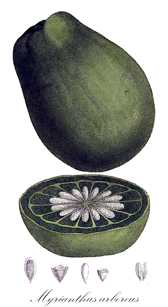 Myrianthus arboreus - Urticaceae,Plantae,Pteridobiotina,Angiosperms,Rosales,Urticaceae,Myrianthus,Myrianthus arboreus