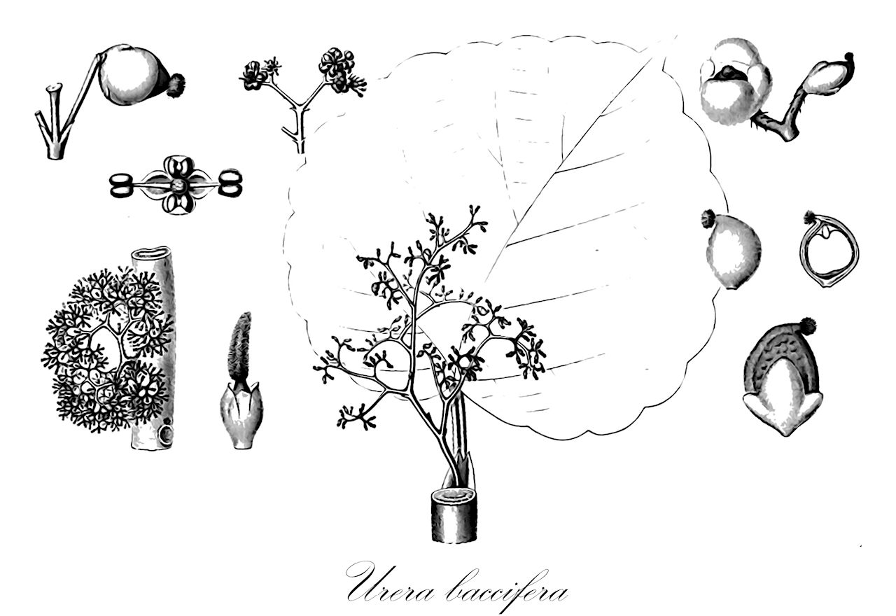 Urera baccifera - Urticaceae,Plantae,Pteridobiotina,Angiosperms,Rosales,Urticaceae,Urera,Urera baccifera,Calostima aculeata, Urera armigera, Urera baccifera var. horrida, Urera horrida, Urera rugosa, Urera viridisetosa, Urtica armigera, Urtica baccifera, Urtica grandidentata, Urtica horrida