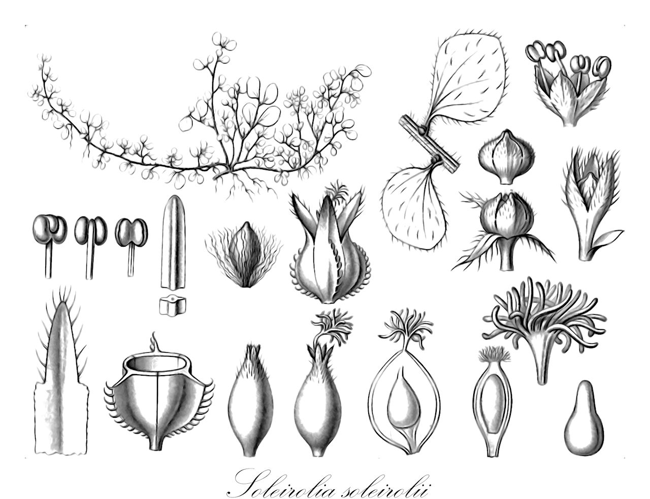 Soleirolia soleirolii - Urticaceae,Plantae,Pteridobiotina,Angiosperms,Rosales,Urticaceae,Soleirolia,Soleirolia soleirolii,Helxine soleirolii, Parietaria repens, Parietaria soleirolii, Soleirolia corsica, Soleirolia corsica, Soleirolia repens,Bubiköpfchen;Bubikopf;mind-your-own-business;baby's-tears;Helxine de Soleirol;soleirole;helxine;larmes d'ange;pariétaire de Soleirol;soleirolia de Soleirol;soleirolia;madre de mil;lágrimas de ángel;Vetriola di Soleirol;vetrolia di Soleirol;slaapkamergeluk;barba-de-moisés;planta-da-sorte;cabelinho-de-anjo;lágrima-de-anjo;солейролия солейрольская;гелксина;солейролия Солейроля;llàgrimes de nadó;soleiròlia;kućna sreća;hemtrevnad;husfred;soleirolia rozesłana;chłopięca główka;harukishine;soreiroria;ソレイロリア;ヘルキシネ;družinska sreča;párnafű;domácí štěstí;salteluta;či detské;husfred;kodinonni;беби сузе
