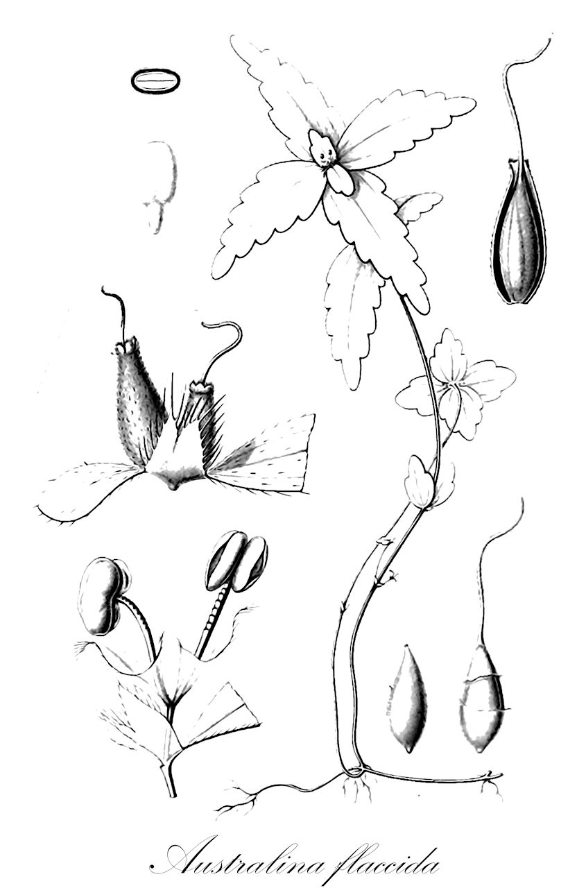 Australina flaccida - Urticaceae,Plantae,Pteridobiotina,Angiosperms,Rosales,Urticaceae,Australina,Australina flaccida,Australina schimperiana, Pouzolzia flaccida