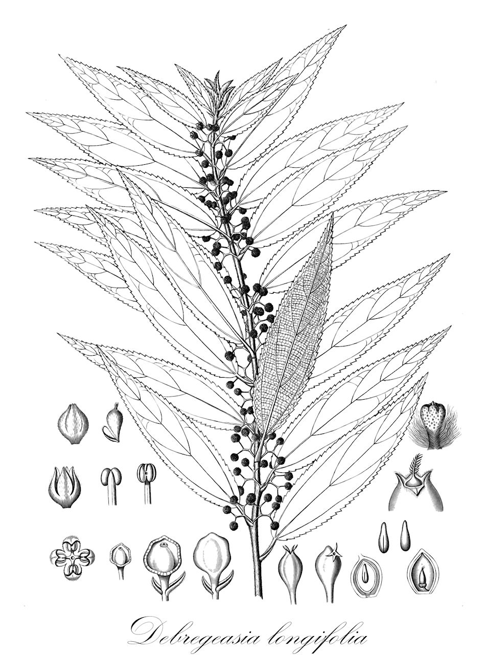 Debregeasia longifolia - Urticaceae,Plantae,Pteridobiotina,Angiosperms,Rosales,Urticaceae,Debregeasia,Debregeasia longifolia,Boehmeria angustata, Boehmeria dichotoma, Conocephalus niveus, Debregeasia angustifolia, Debregeasia dichotoma, Debregeasia libera, Debregeasia longifolia var. affinis, Debregeasia longifolia var. monticola, Debregeasia luteocarpa, Debregeasia velutina, Leucocnide affinis, Leucocnide angustata, Leucocnide dichotoma, Leucocnide sororia, Missiessya velutina, Morocarpus affinis, Morocarpus affinis var. robustus, Morocarpus angustatus, Morocarpus dichotomus, Morocarpus dichotomus var. ochraceus, Morocarpus longifolius, Morocarpus lutescens, Morocarpus sororius, Morocarpus velutinus, Morocarpus virens, Trema lancifolium, Urtica angustata, Urtica dichotoma, Urtica longifolia, Urtica muricata, Urtica verrucosa