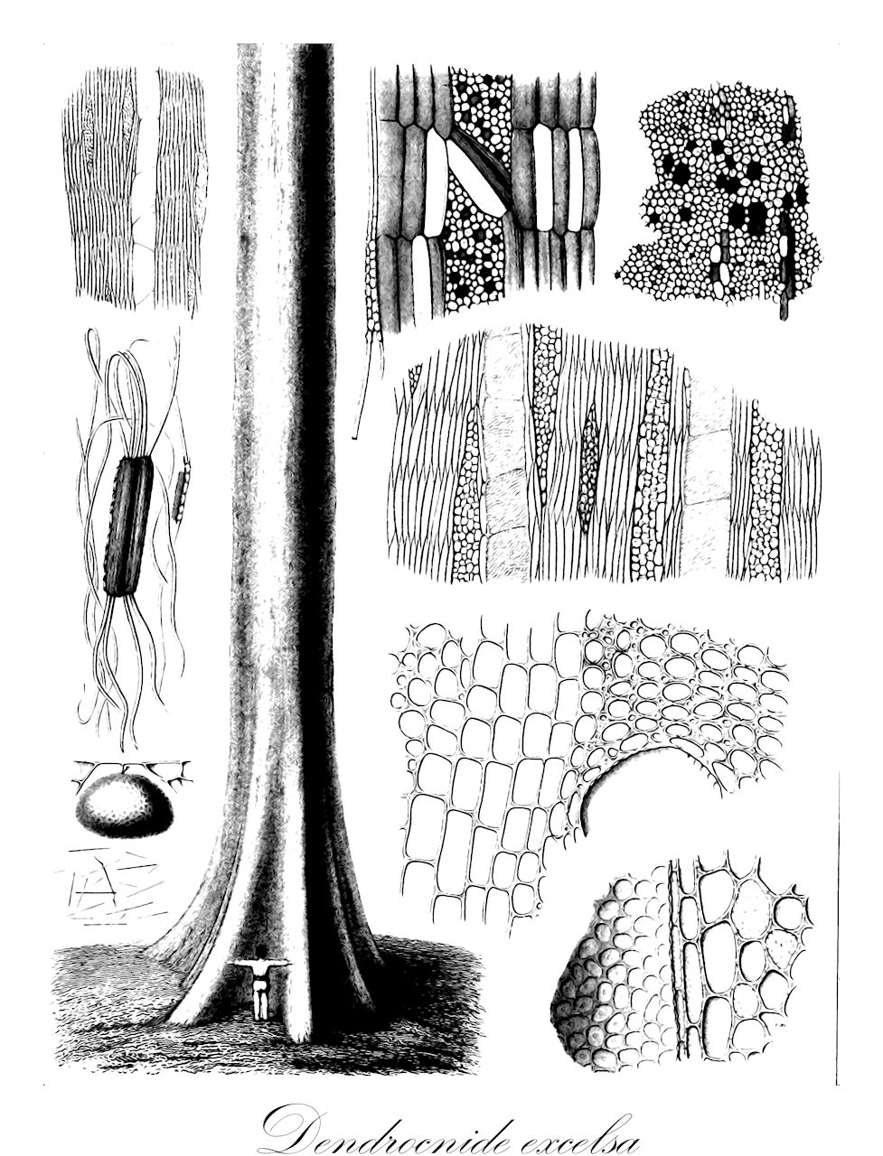 Dendrocnide excelsa - Urticaceae,Plantae,Pteridobiotina,Angiosperms,Rosales,Urticaceae,Dendrocnide,Dendrocnide excelsa,Laportea gigas, Urera excelsa, Urera rotundifolia, Urtica gigas, Urticastrum gigas