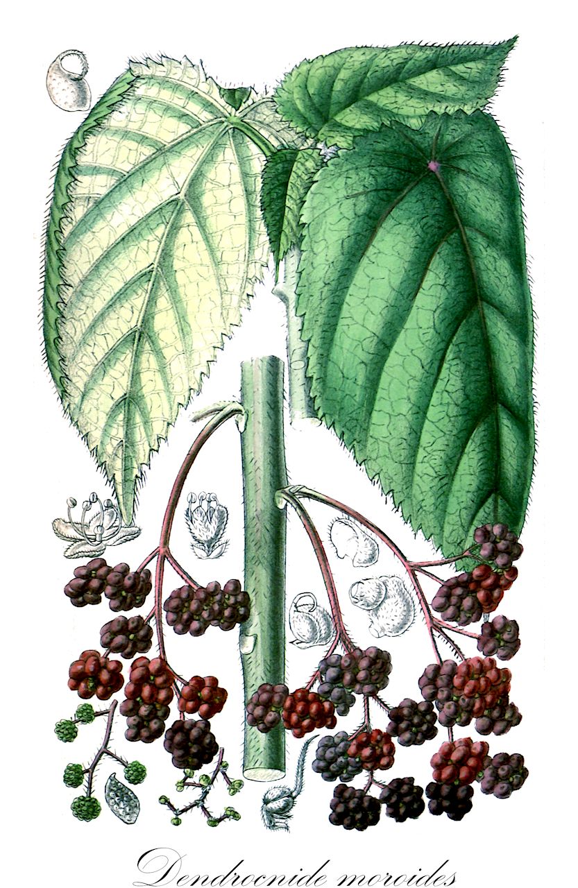 Dendrocnide moroides - Urticaceae,Plantae,Pteridobiotina,Angiosperms,Rosales,Urticaceae,Dendrocnide,Dendrocnide moroides,Laportea moroides, Urtica moroides, Urticastrum morodes