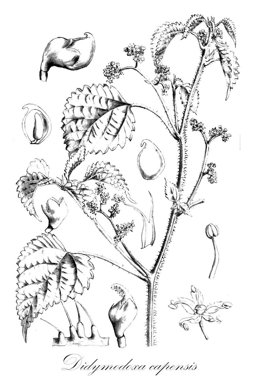 Didymodoxa capensis - Urticaceae,Plantae,Pteridobiotina,Angiosperms,Rosales,Urticaceae,Didymodoxa,Didymodoxa capensis,Australina capensis, Didymodoxa debilis, Fleurya capensis, Urtica capensis