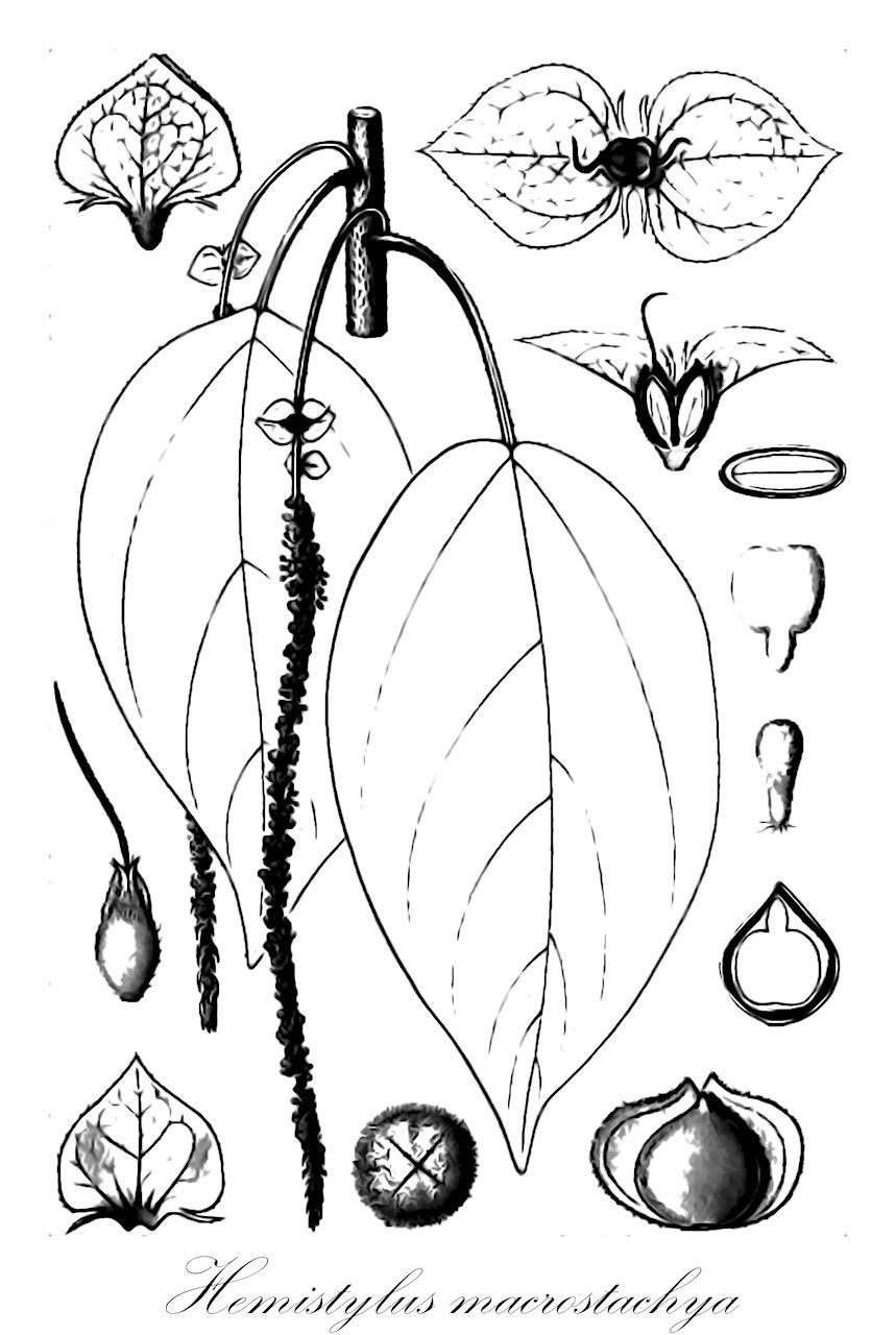 Hemistylus macrostachya - Urticaceae,Plantae,Pteridobiotina,Angiosperms,Rosales,Urticaceae,Hemistylus,Hemistylus macrostachya