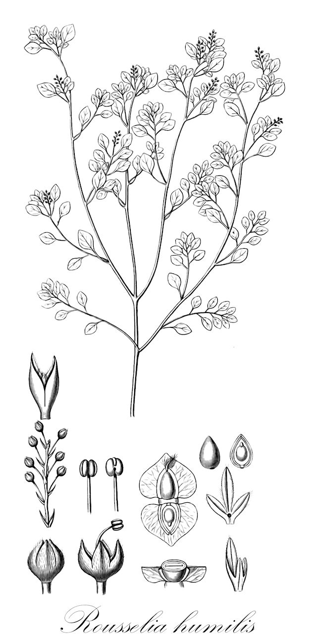 Rousselia humilis - Urticaceae,Plantae,Pteridobiotina,Angiosperms,Rosales,Urticaceae,Rousselia,Rousselia humilis,Lithocnide lappulacea, Lithocnides lappulacea, Rousselia lappulacea, Rousselia lappulacea var. fruticulosa, Urtica humilis, Urtica lappulacea