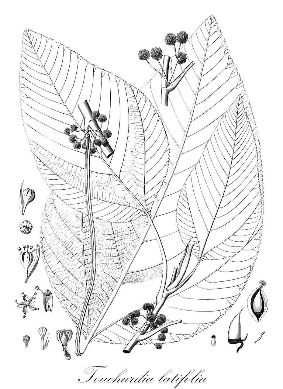 Touchardia latifolia - Urticaceae,Plantae,Pteridobiotina,Angiosperms,Rosales,Urticaceae,Touchardia,Touchardia latifolia,Touchardia angusta, Touchardia christensenii, Touchardia glabra, Touchardia haupuensis, Touchardia iaoensis, Touchardia konaensis, Touchardia lanaiensis, Touchardia molokaiensis, Touchardia nana, Touchardia napaliensis, Touchardia occidentalis, Touchardia wailauensis, Touchardia wainihaensis