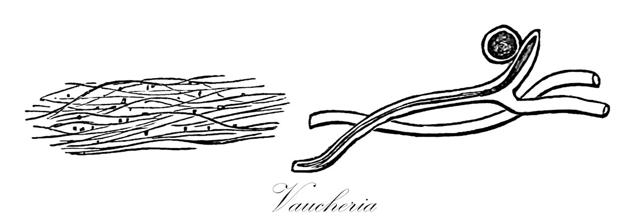 Vaucheria - Vaucheriaceae,Biota,Chromista,Ochrophyta,Xanthophyceae,Vaucheriales,Vaucheriaceae,Vaucheria,Ectosperma