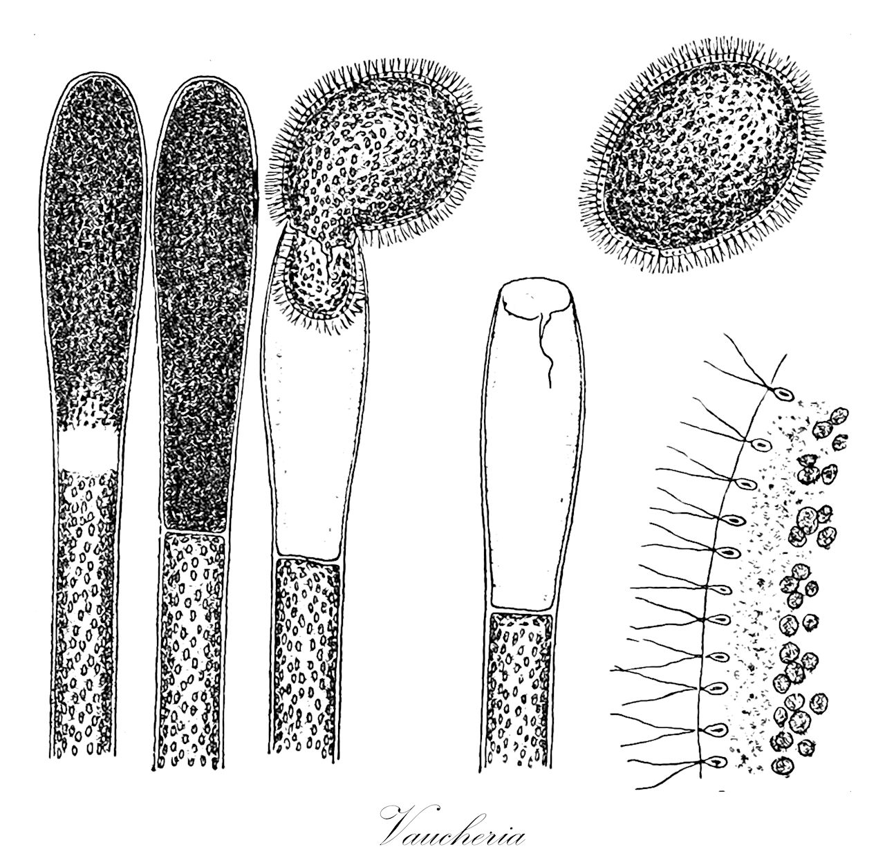 Vaucheria - Vaucheriaceae,Biota,Chromista,Ochrophyta,Xanthophyceae,Vaucheriales,Vaucheriaceae,Vaucheria,Ectosperma